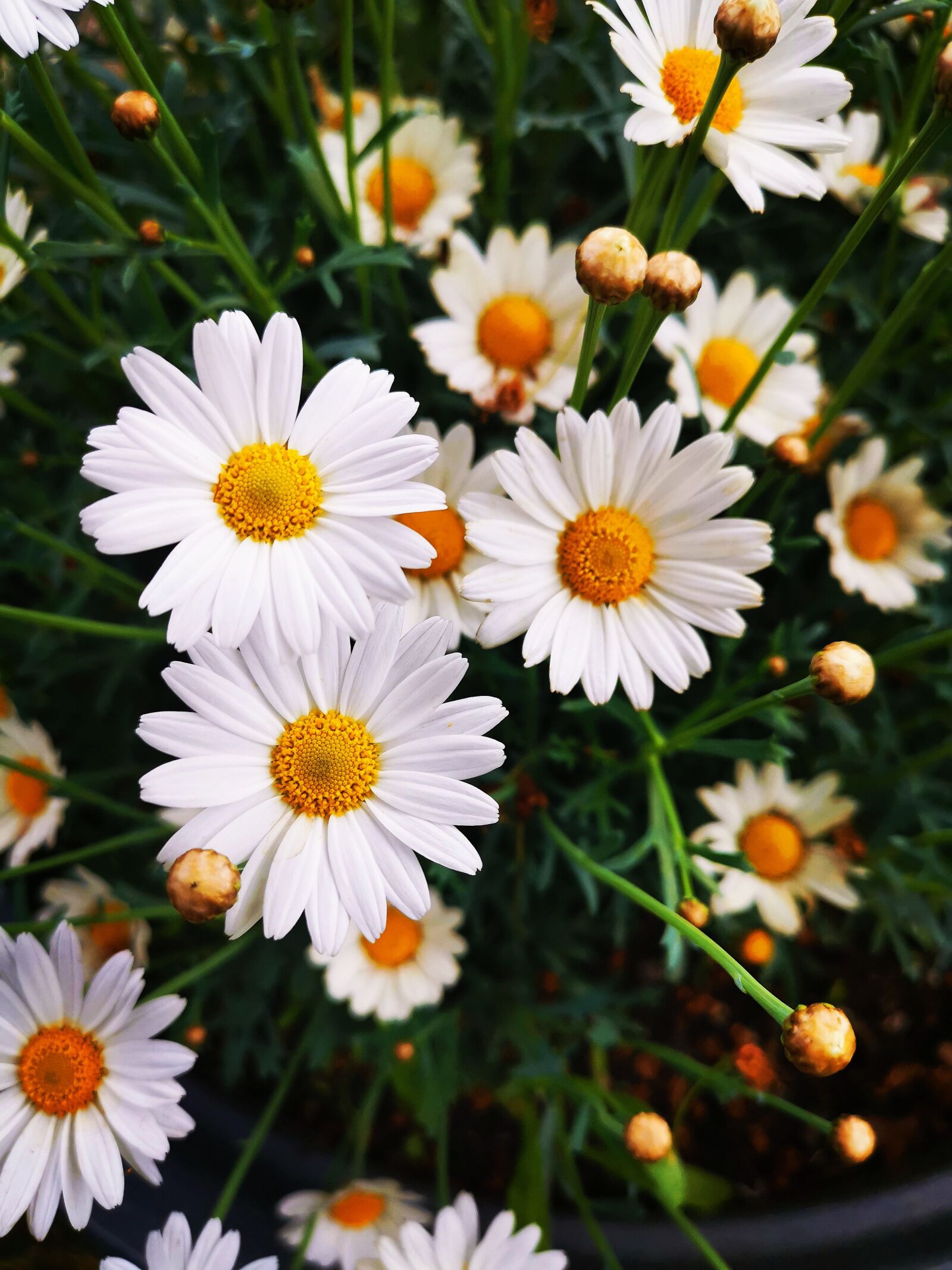 HUAWEI LYA-L29 sample photo. Flowers, daisies, yellow photography
