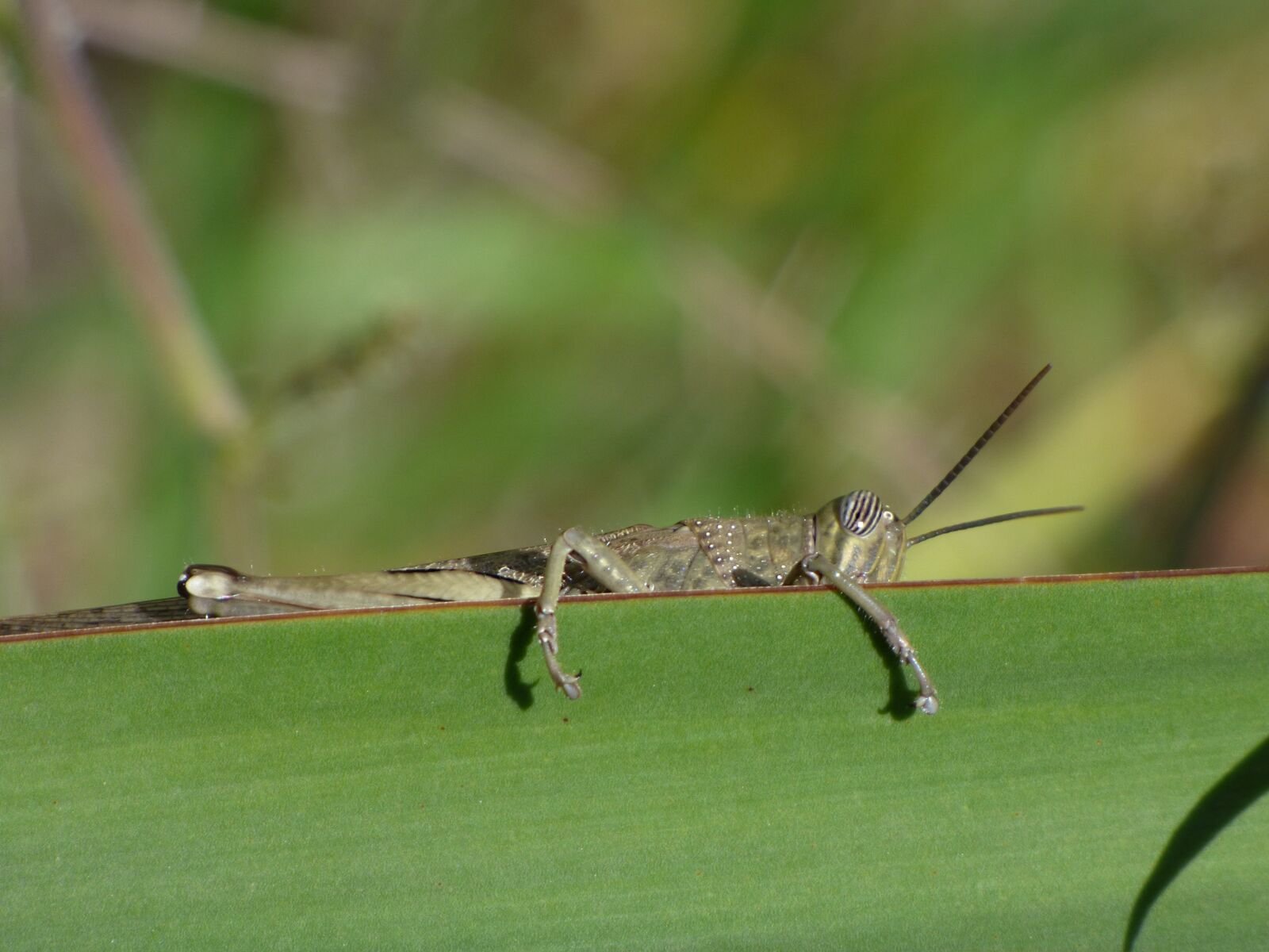 Panasonic Lumix DMC-FZ70 sample photo. Orthopteron, grasshopper, leaf photography