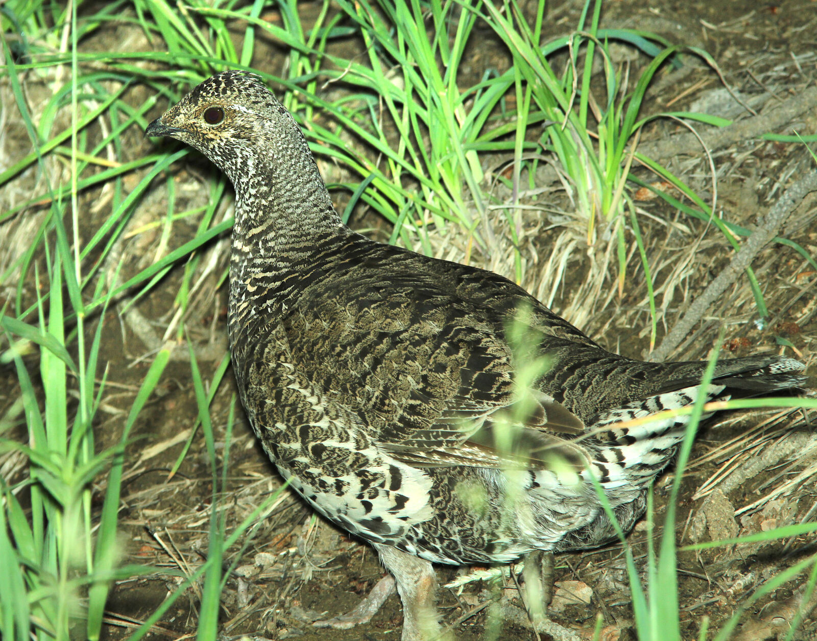 Canon EF 300mm F4L IS USM sample photo