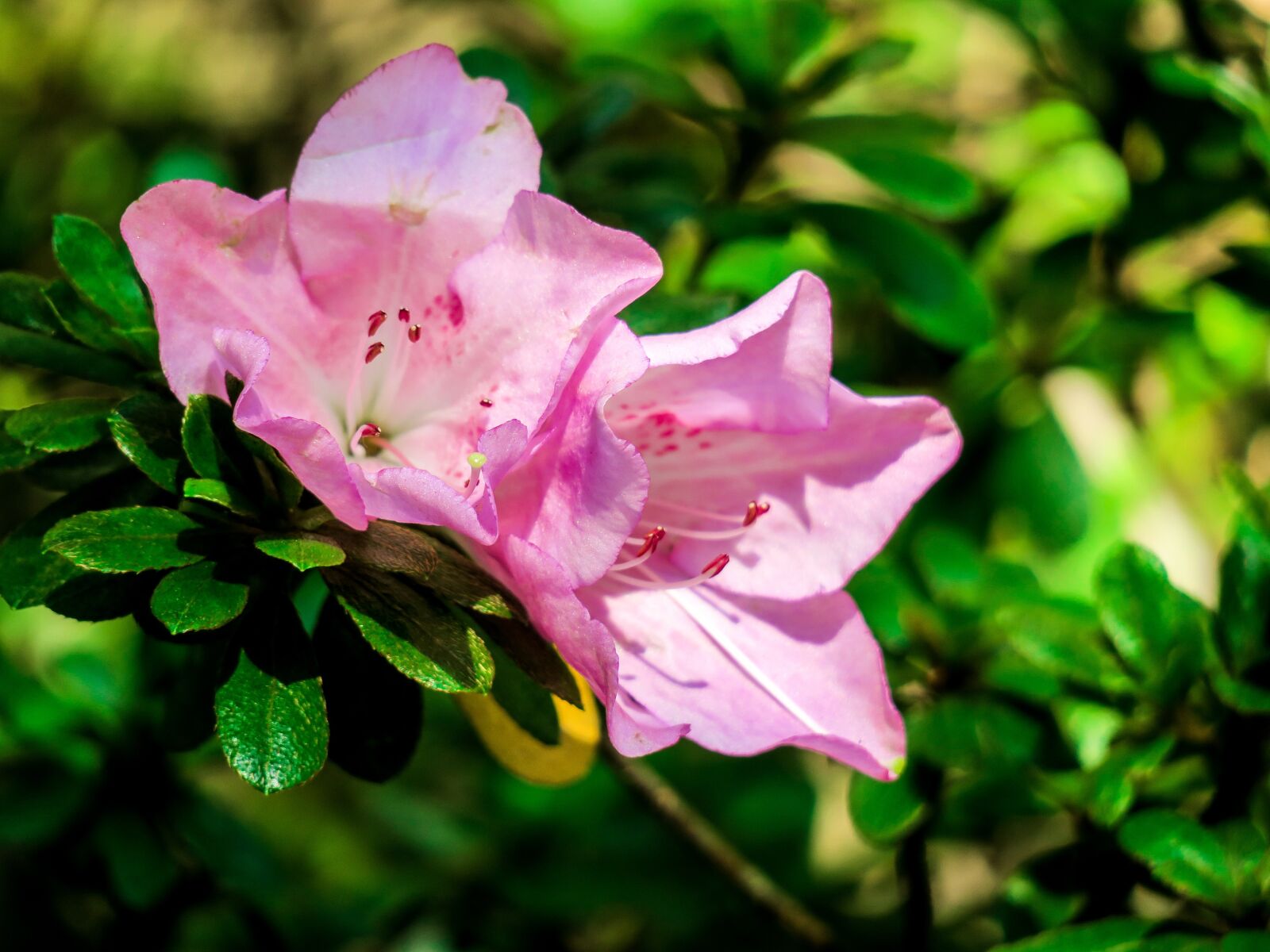Canon PowerShot G3 X sample photo. Rhododendron, nature, flower photography