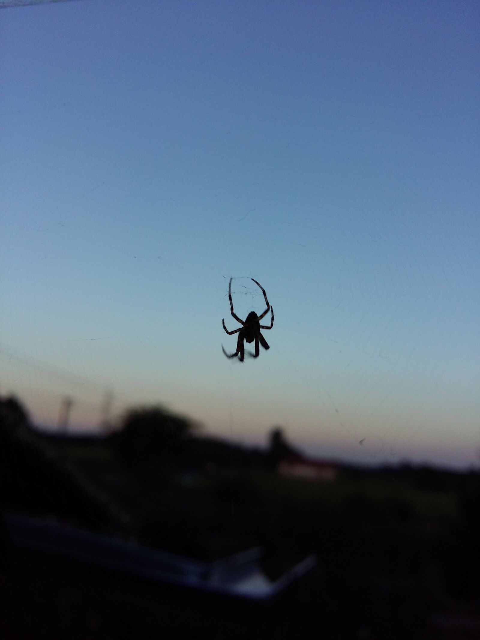 Samsung Galaxy A5 sample photo. Spider, beetle, morning light photography