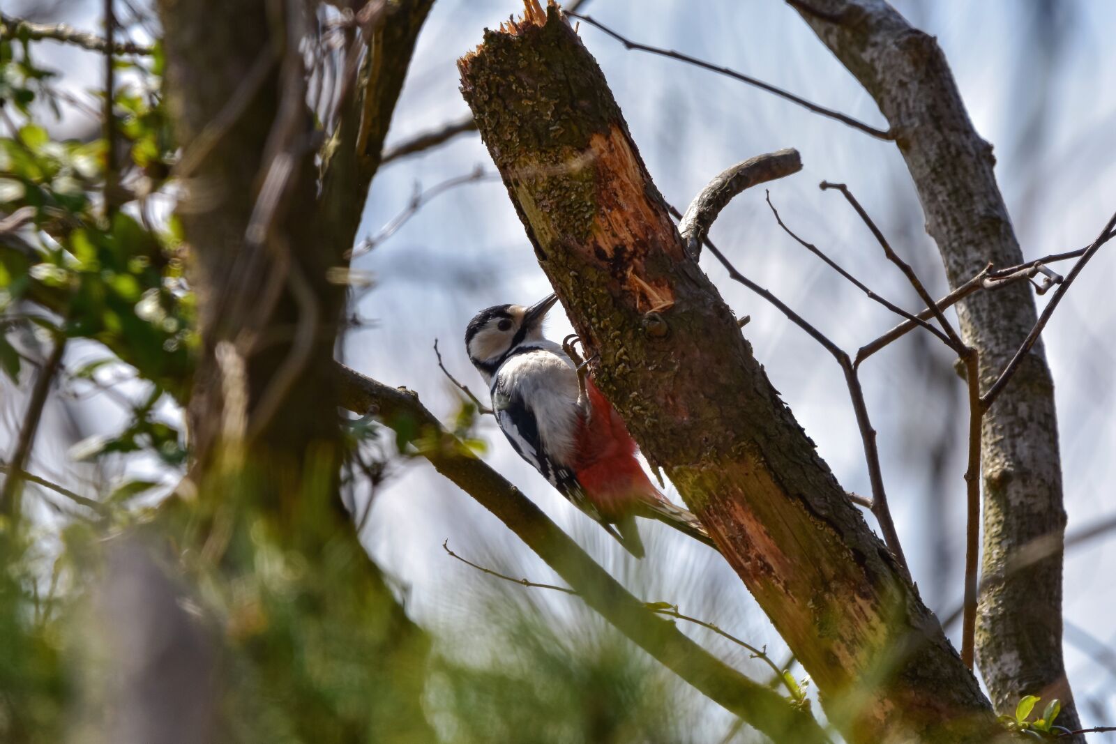 Nikon D7200 sample photo. Animal, forest, wood photography