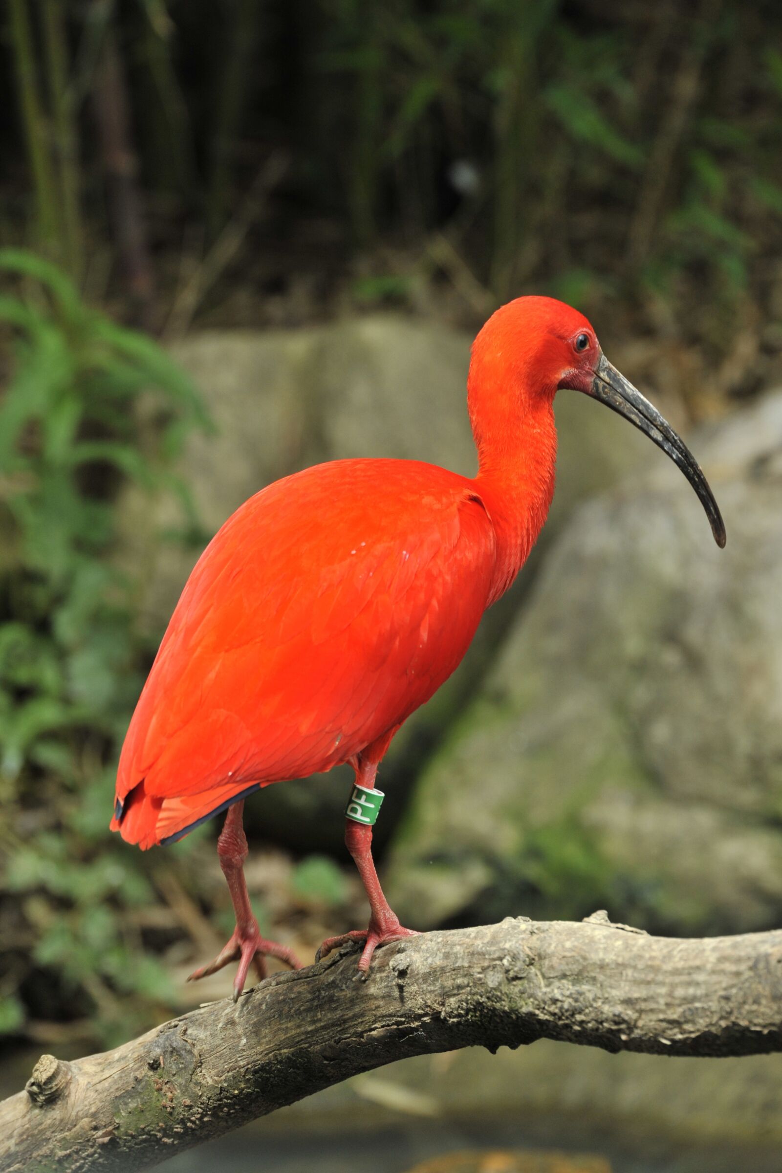 Nikon D3 sample photo. Scarlet ibis, eudocimus ruber photography