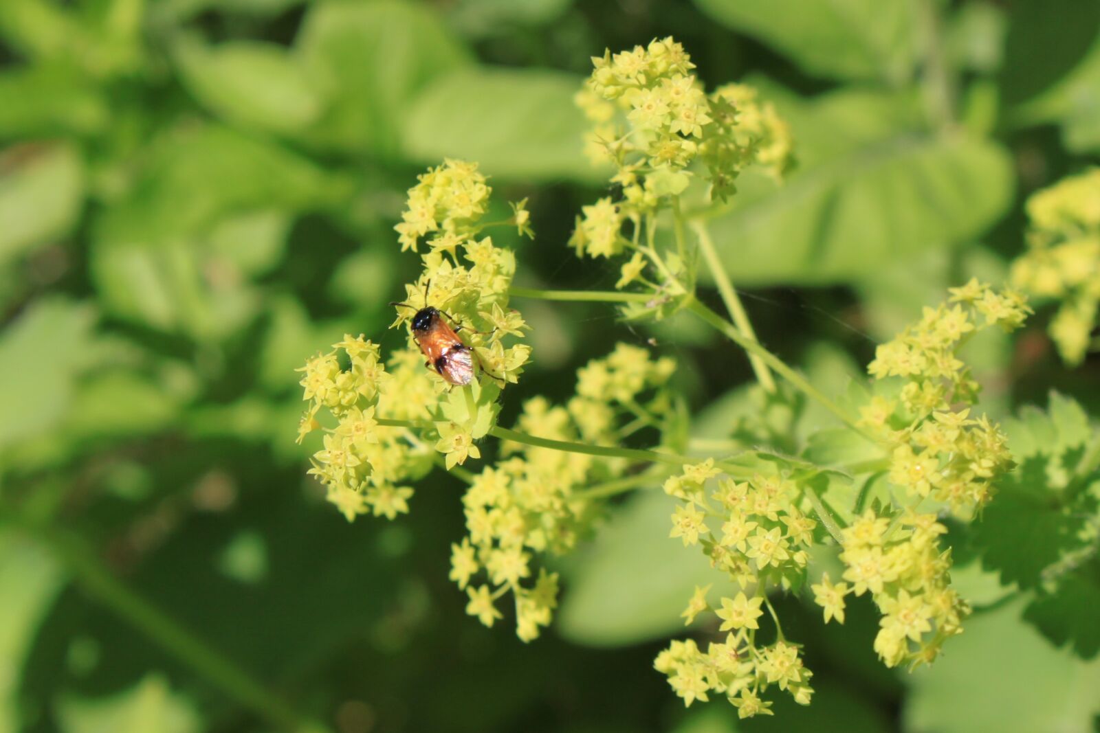 Canon EOS 500D (EOS Rebel T1i / EOS Kiss X3) sample photo. Yellow, green, nature photography