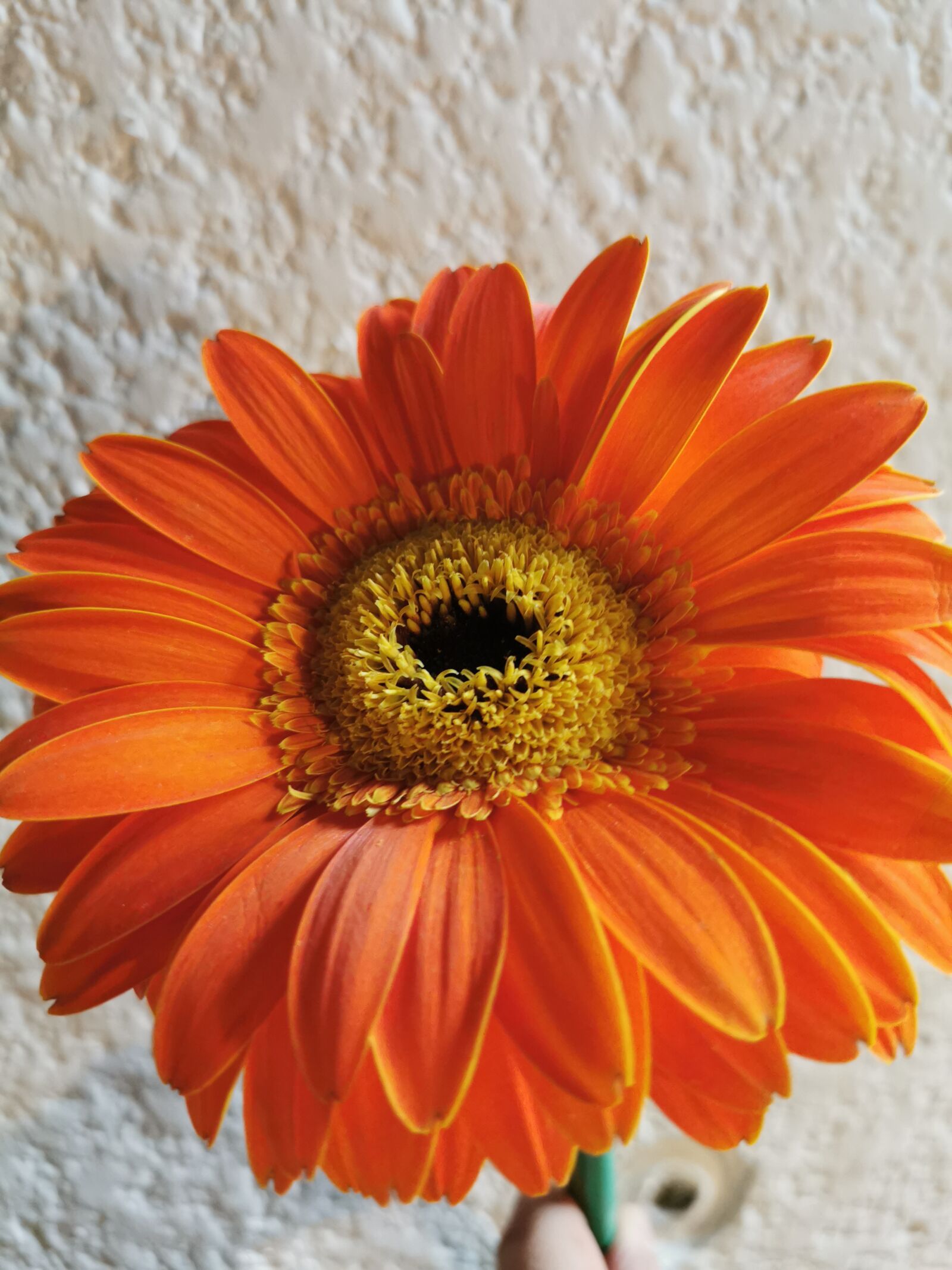 HUAWEI P30 sample photo. Flower, sunflower, plant photography