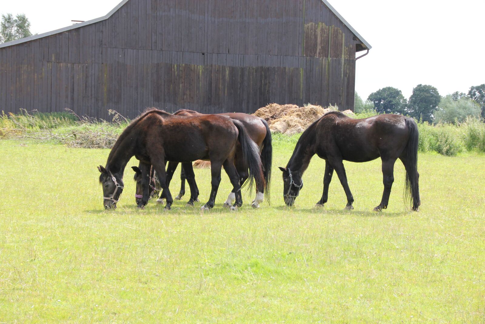 Canon EOS 550D (EOS Rebel T2i / EOS Kiss X4) sample photo. Horses, group, grass photography