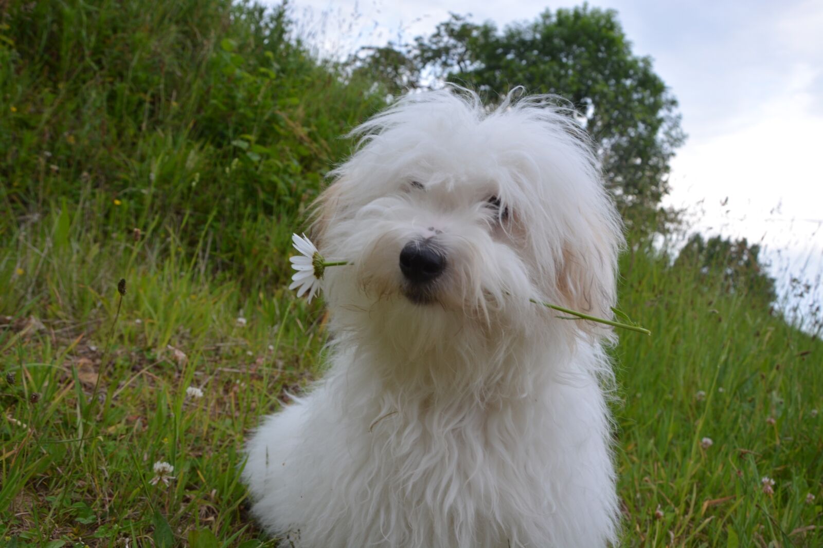 Nikon D5200 sample photo. Cotton tulear, dog, domestic photography