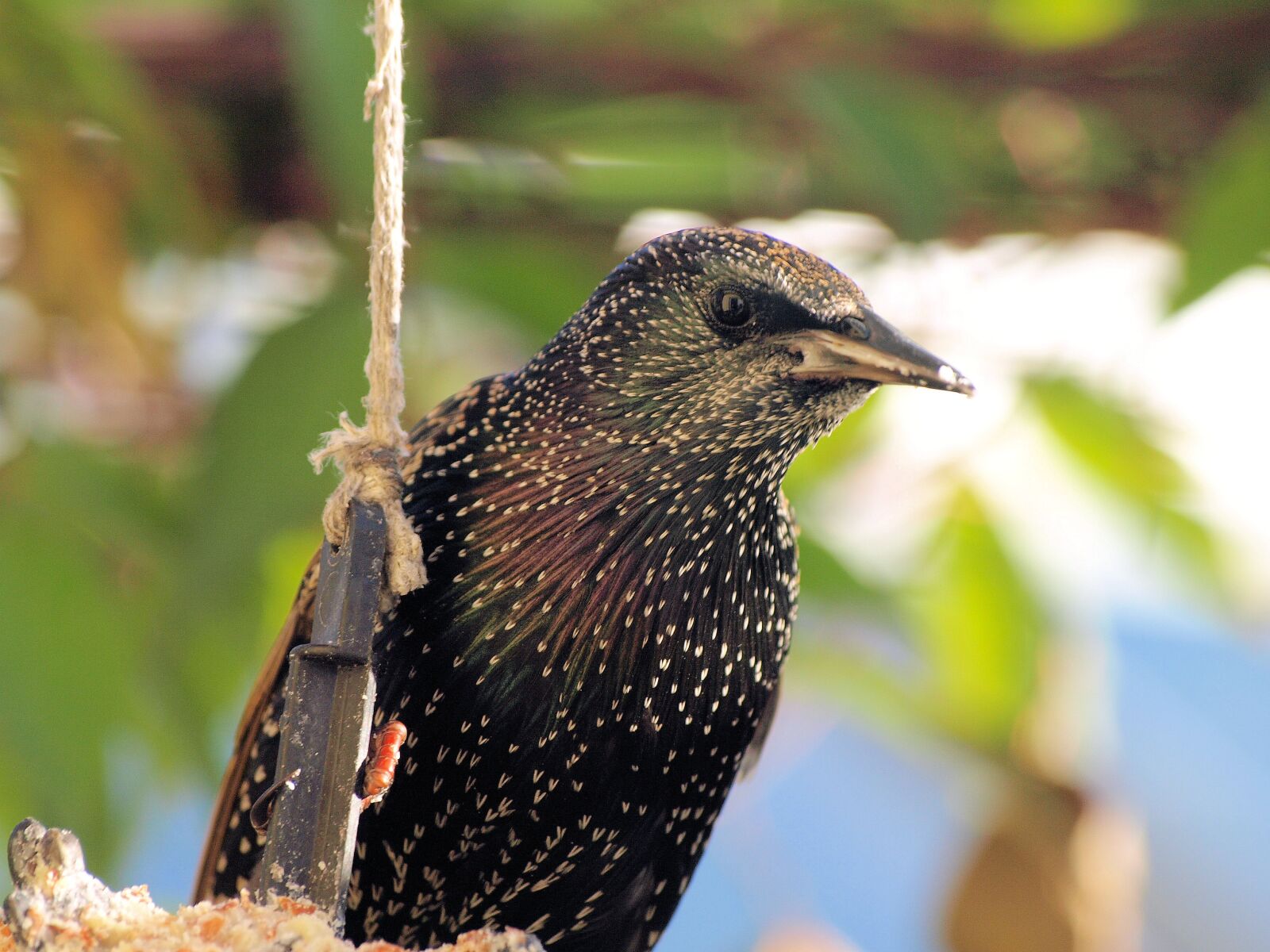 Olympus E-510 (EVOLT E-510) sample photo. Bird, starling, wildlife photography