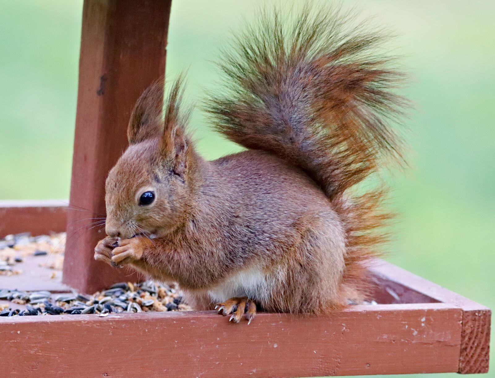 Canon EOS 77D (EOS 9000D / EOS 770D) sample photo. The squirrel, rodent, the photography