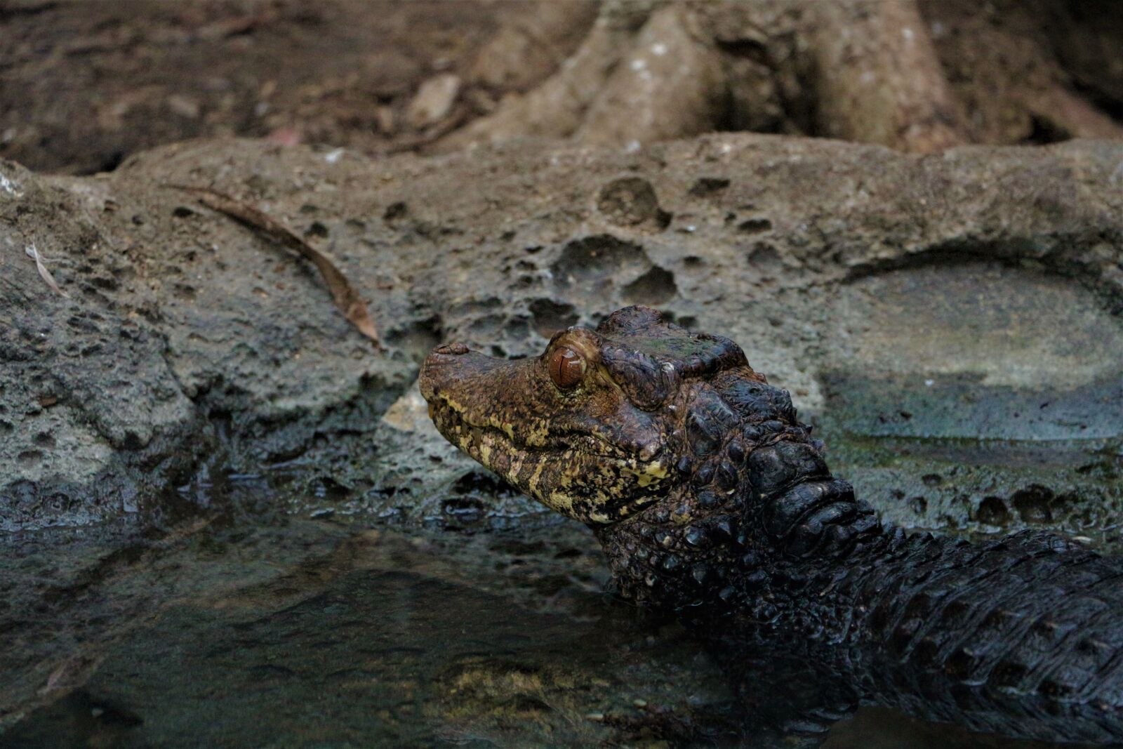 Canon EOS 700D (EOS Rebel T5i / EOS Kiss X7i) sample photo. Alligator, animal, reptile photography