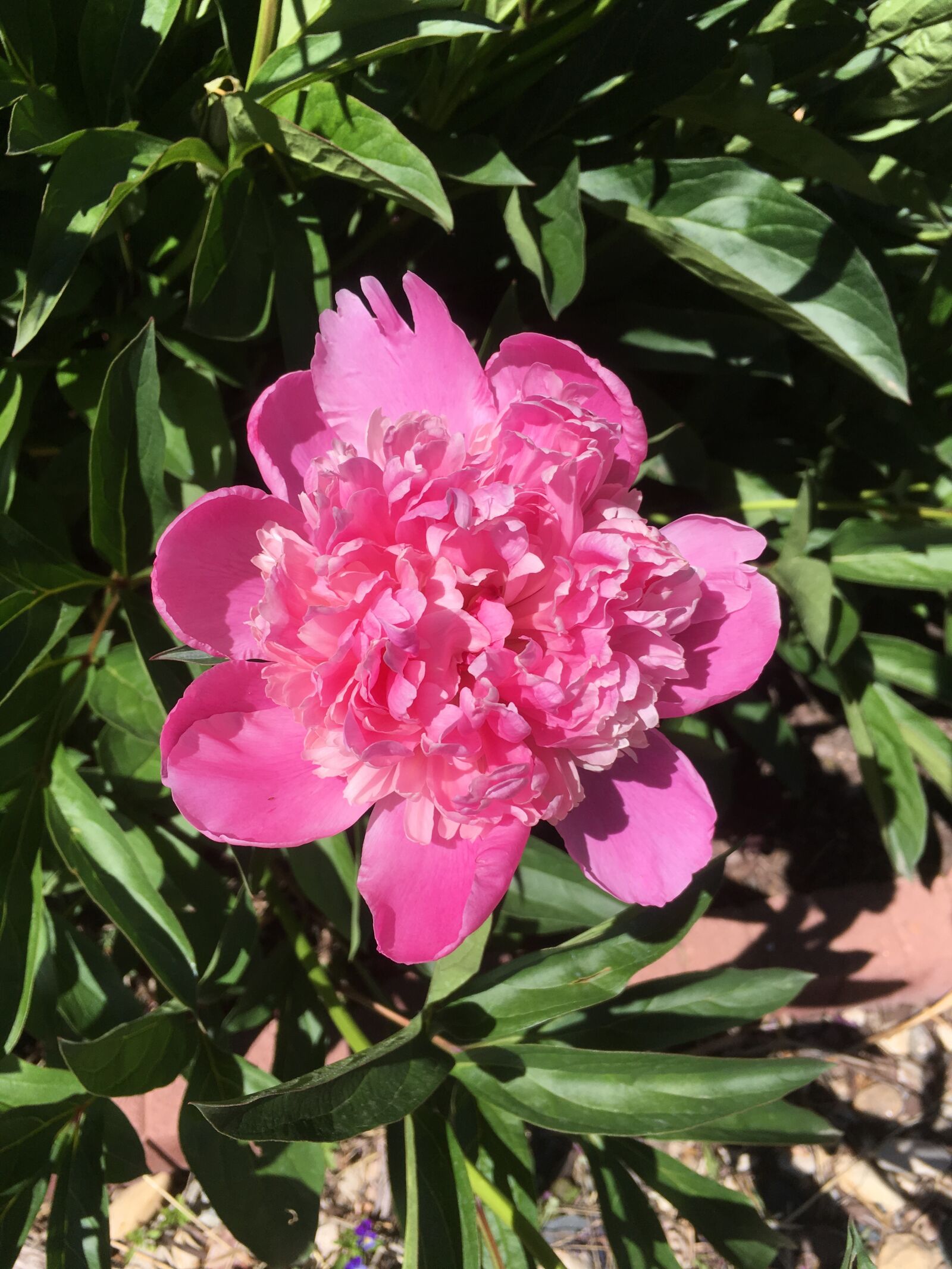 Apple iPhone SE sample photo. Peony, pink, flower photography
