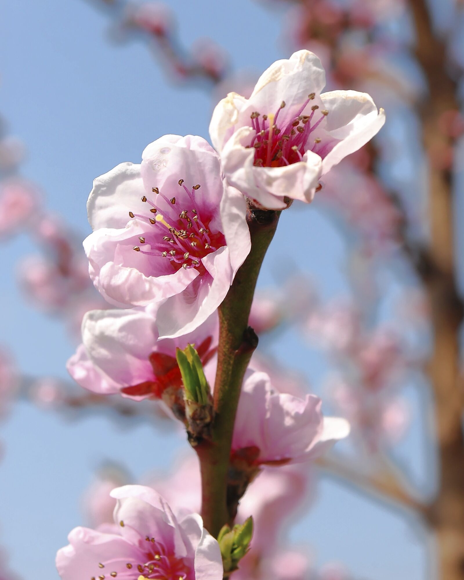 Nikon D80 sample photo. Flowers, outdoor, nature photography