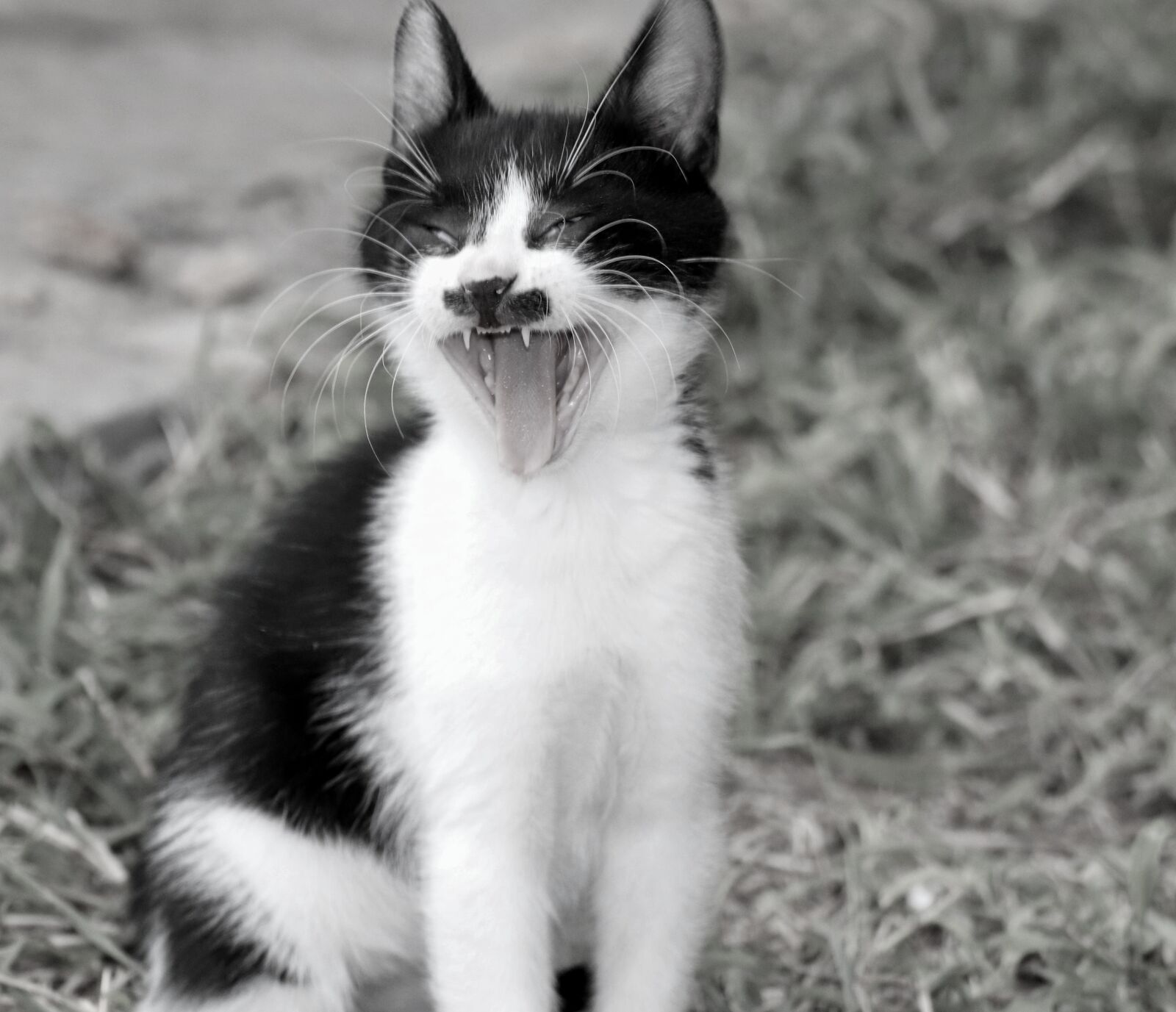 Canon EOS 200D (EOS Rebel SL2 / EOS Kiss X9) sample photo. Cat, yawn, tooth photography