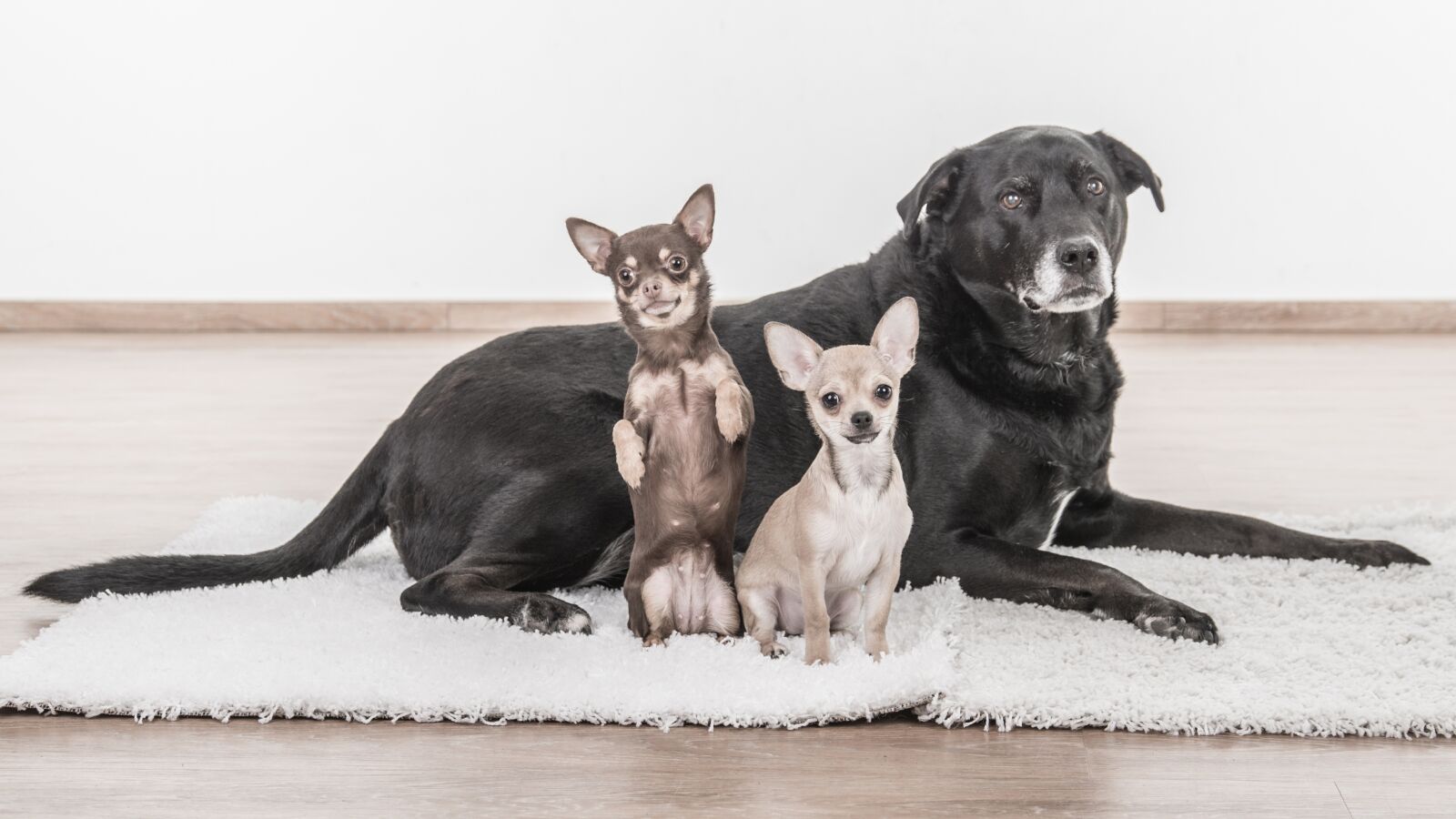 Nikon D4 sample photo. Dogs, chihuahua, pets photography