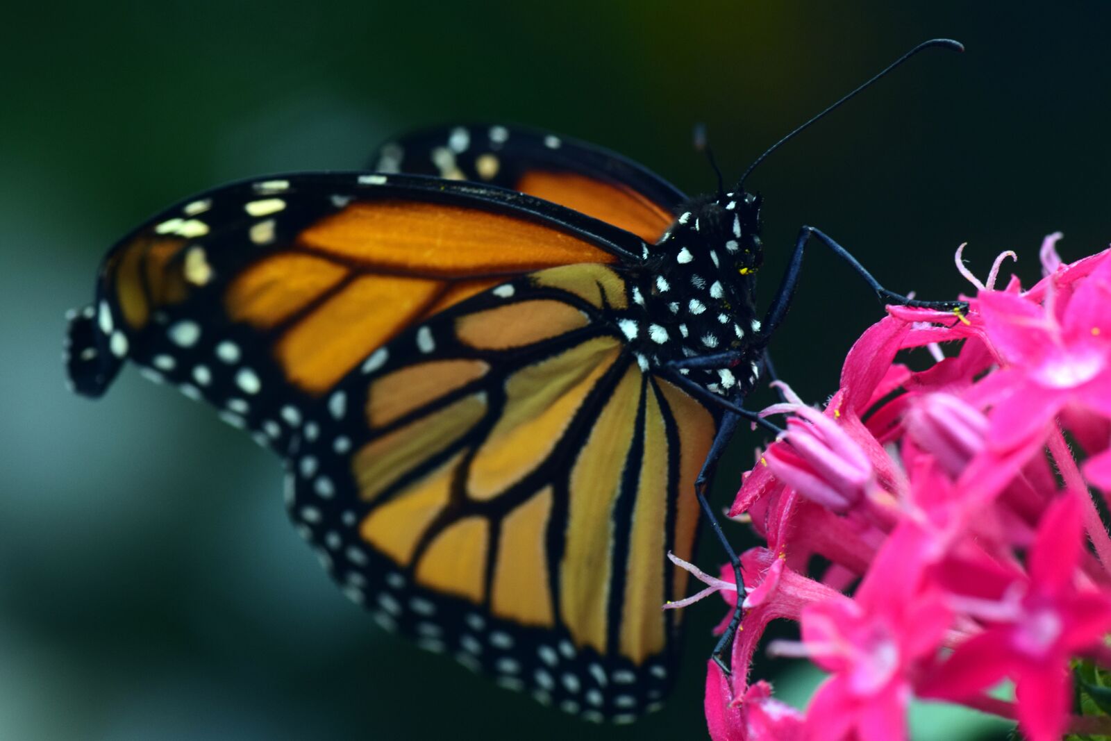Nikon D3300 sample photo. Monarch, danaus plexipplus, butterfly photography