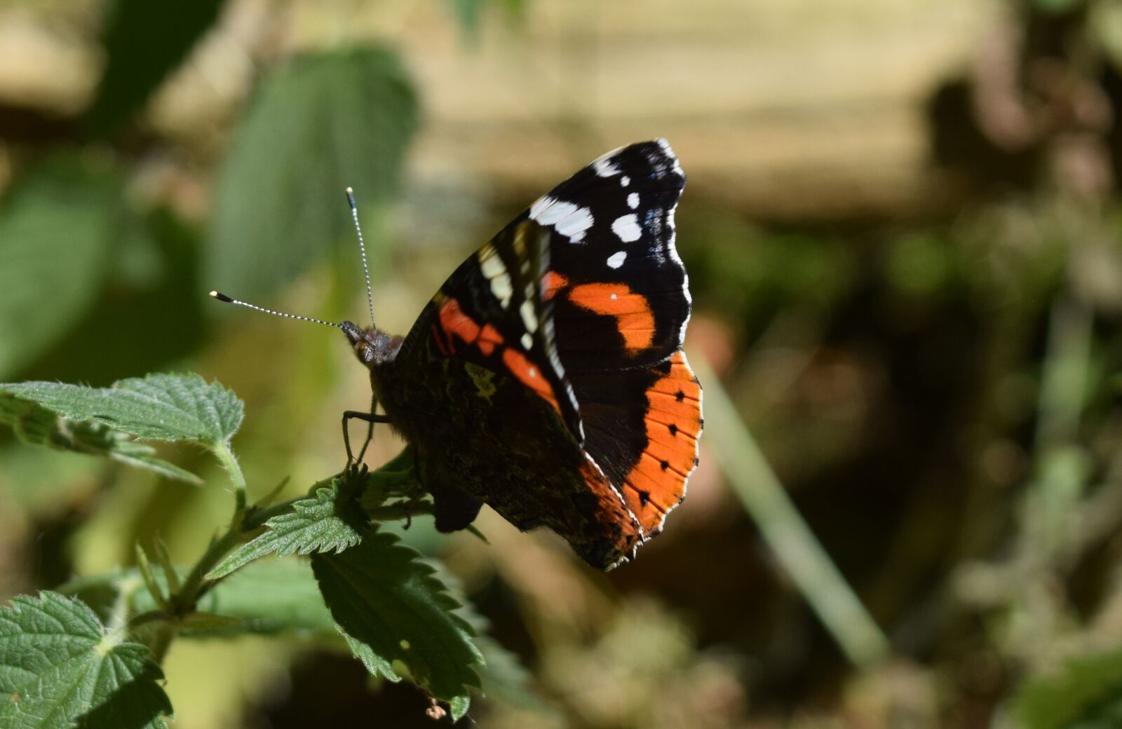 Nikon D3300 sample photo. Butterfly, summer, colour photography