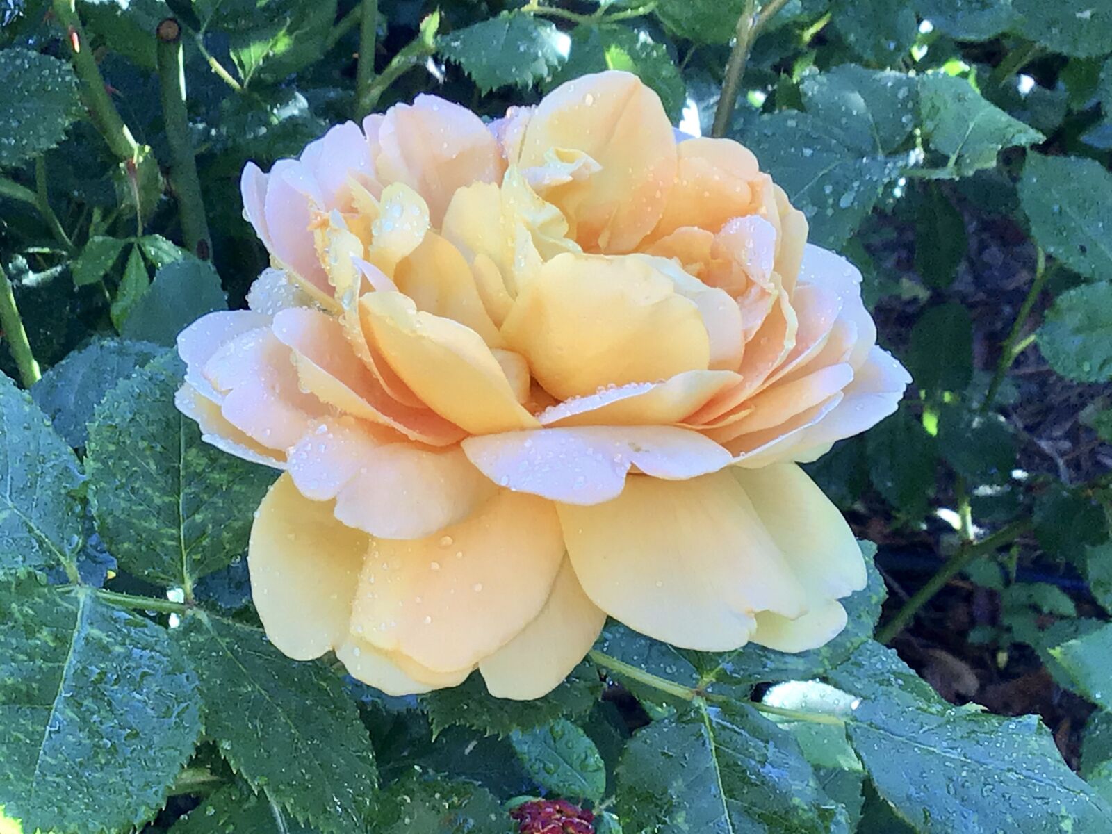 Apple iPad (6th generation) sample photo. Yellow, rose, ma photography