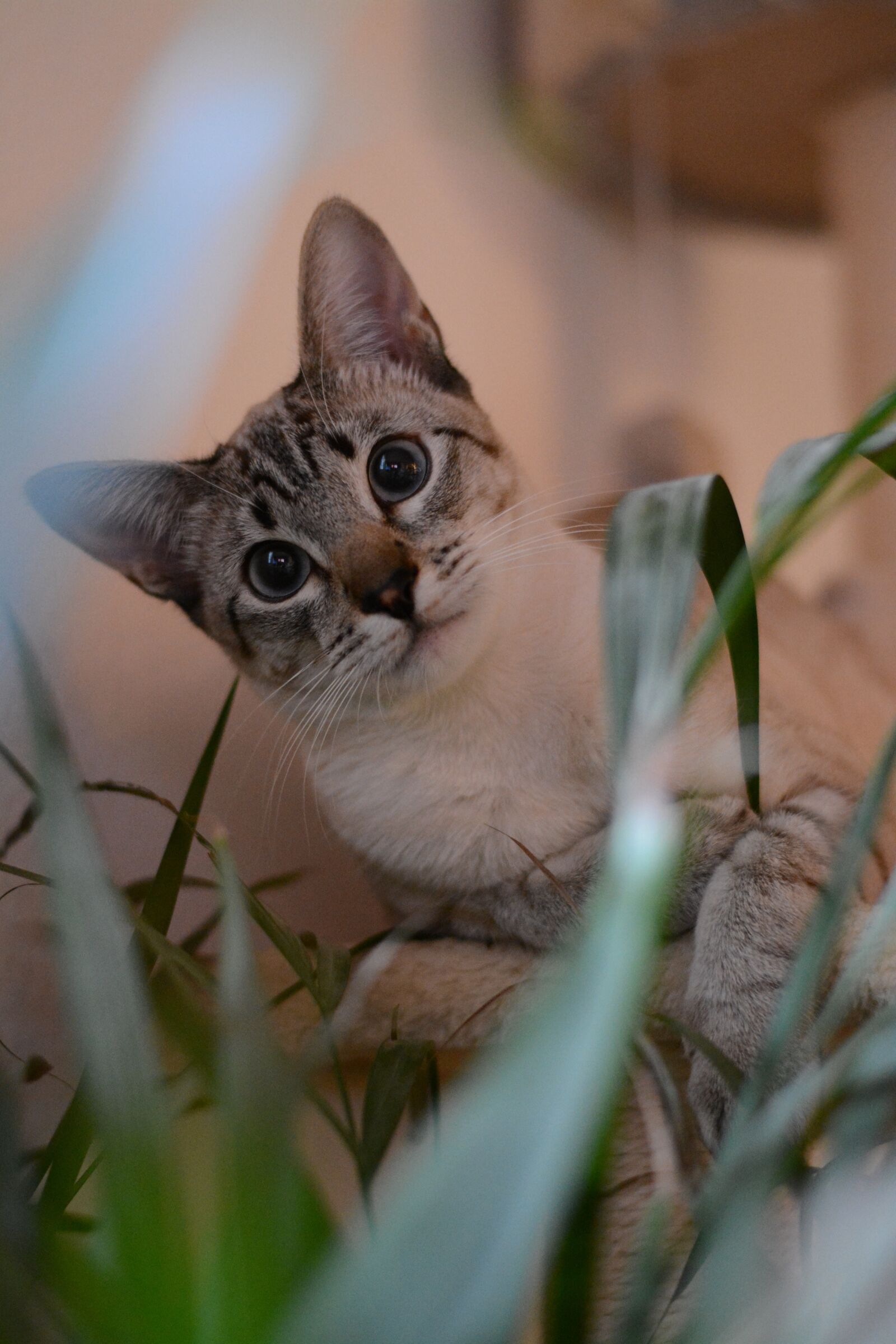 Nikon D5200 sample photo. Cat, portrait, kitten photography