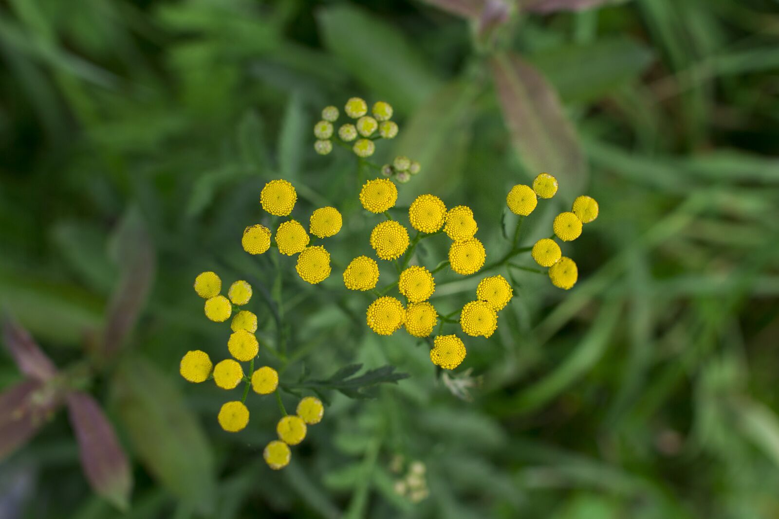 Canon EOS 60D sample photo. Flowers, tansy, medicinal plant photography