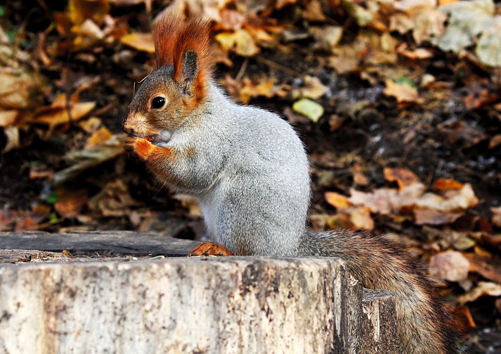 Canon EOS 1200D (EOS Rebel T5 / EOS Kiss X70 / EOS Hi) sample photo. Squirrel, rodent, animals photography