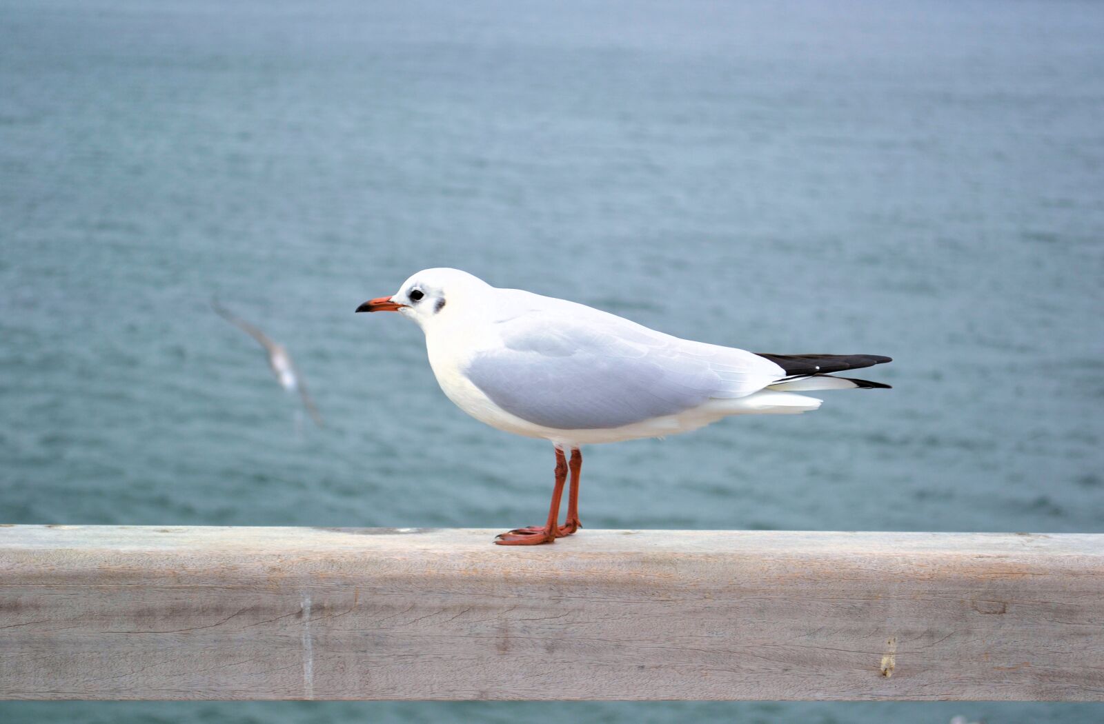 Nikon D3100 sample photo. Bird, sea, waters photography