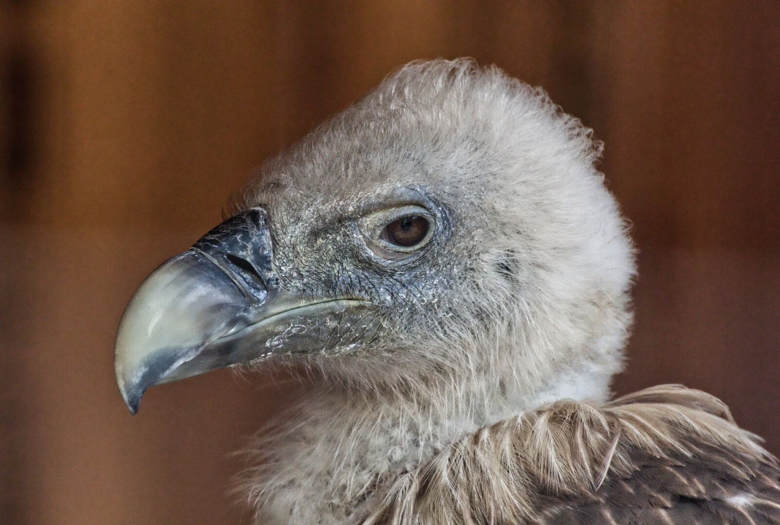 Canon EOS 1300D (EOS Rebel T6 / EOS Kiss X80) sample photo. Bird, vulture, nature photography