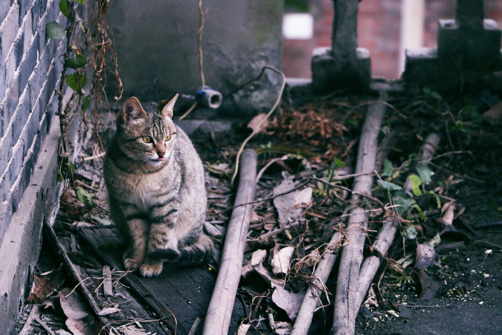 Canon EOS 760D (EOS Rebel T6s / EOS 8000D) sample photo. Cat, old, looking for photography