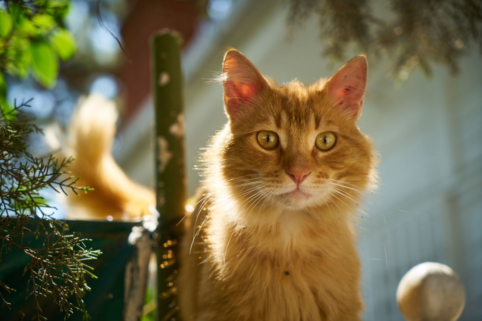 Sony a7R II sample photo. Cat, yellow, cute photography