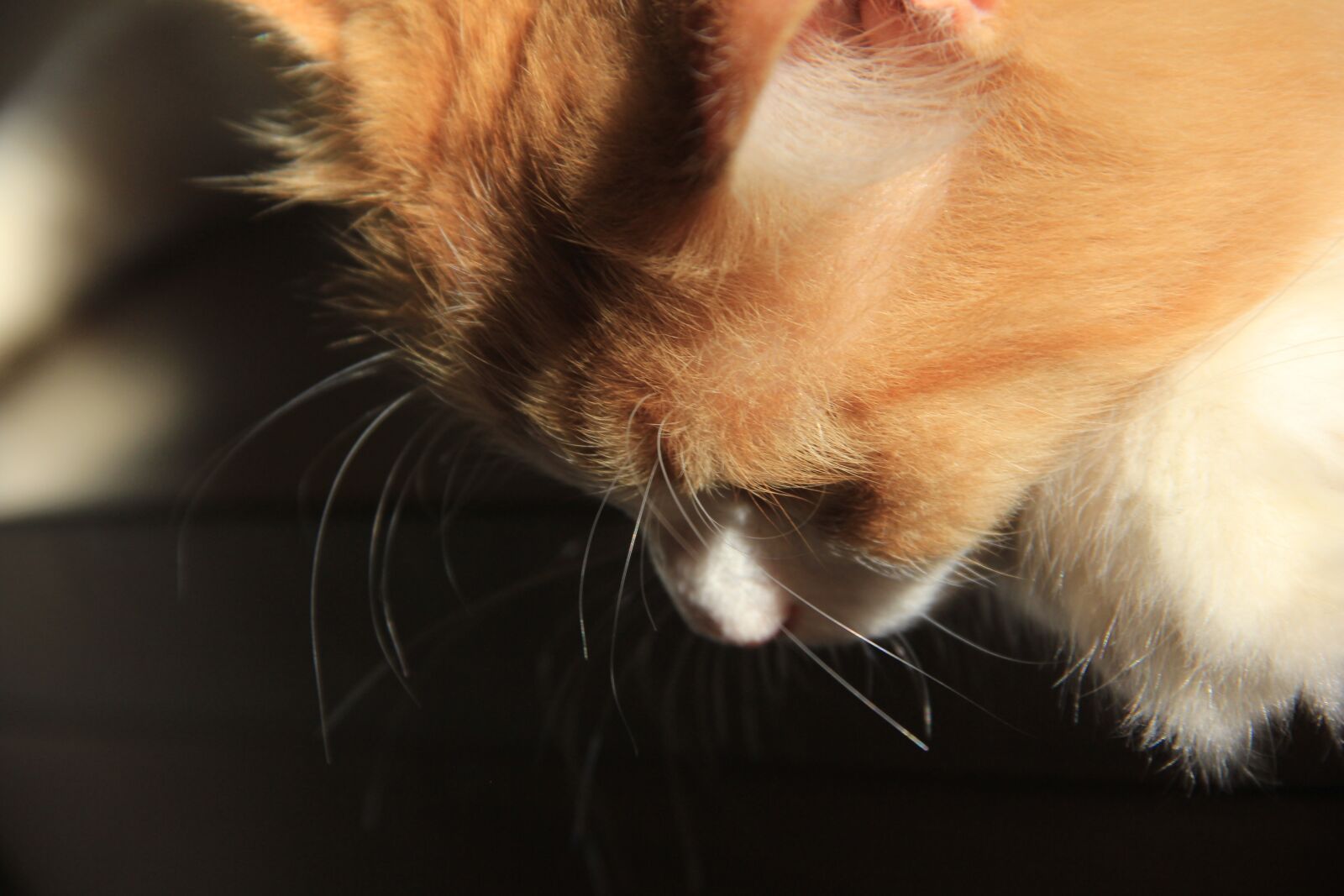 Canon EOS 60D sample photo. Cat, feline, pet photography