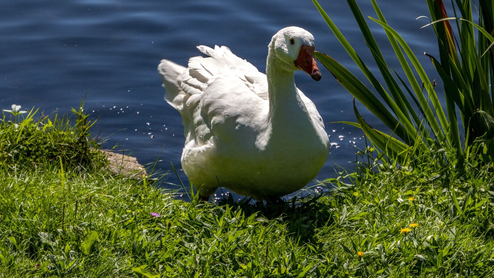Panasonic Lumix DMC-FZ2500 (Lumix DMC-FZ2000) sample photo. Snow goose, waterfowl, birds photography