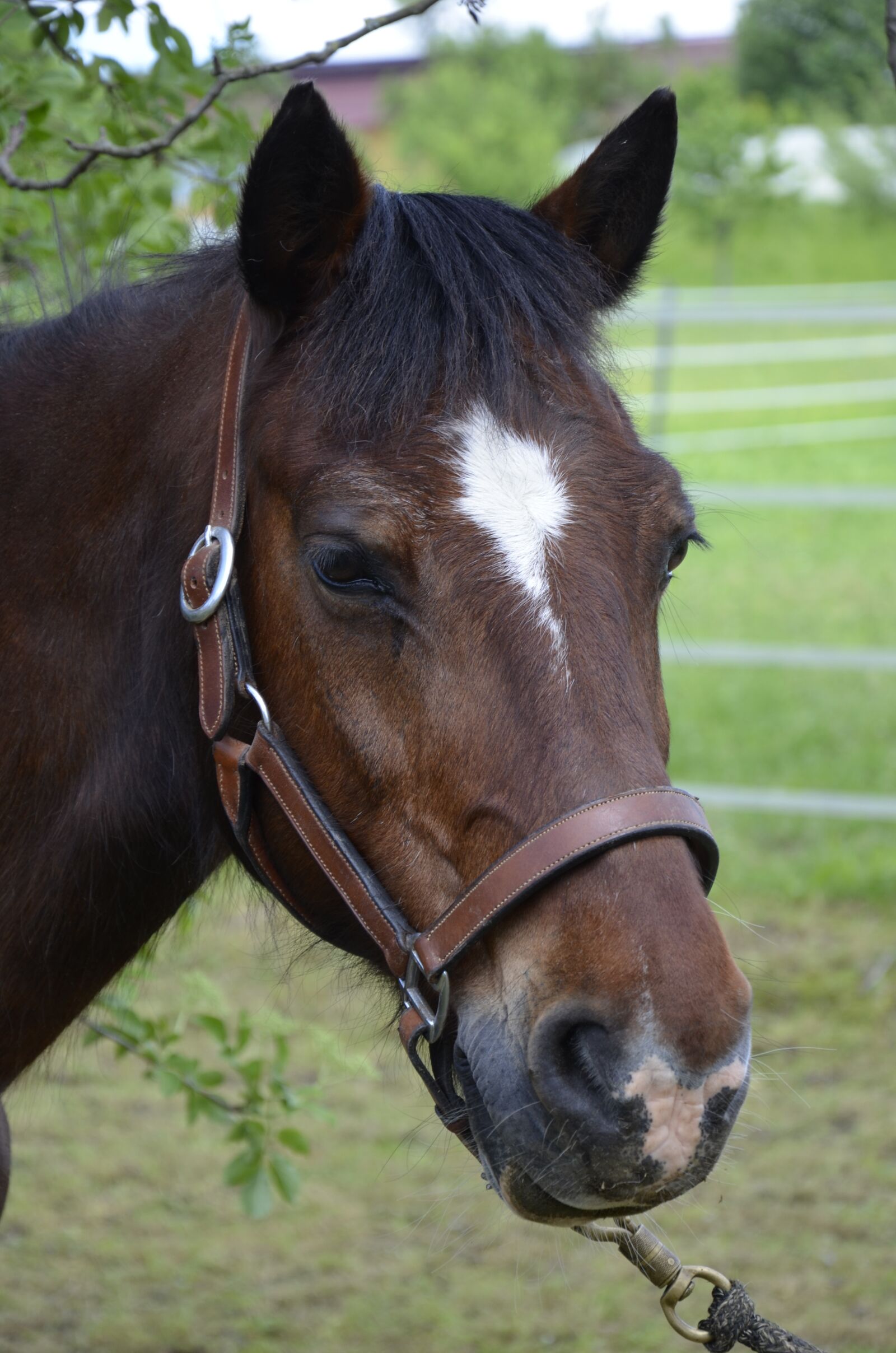 Nikon D5100 sample photo. Pony, brown horse, horse photography