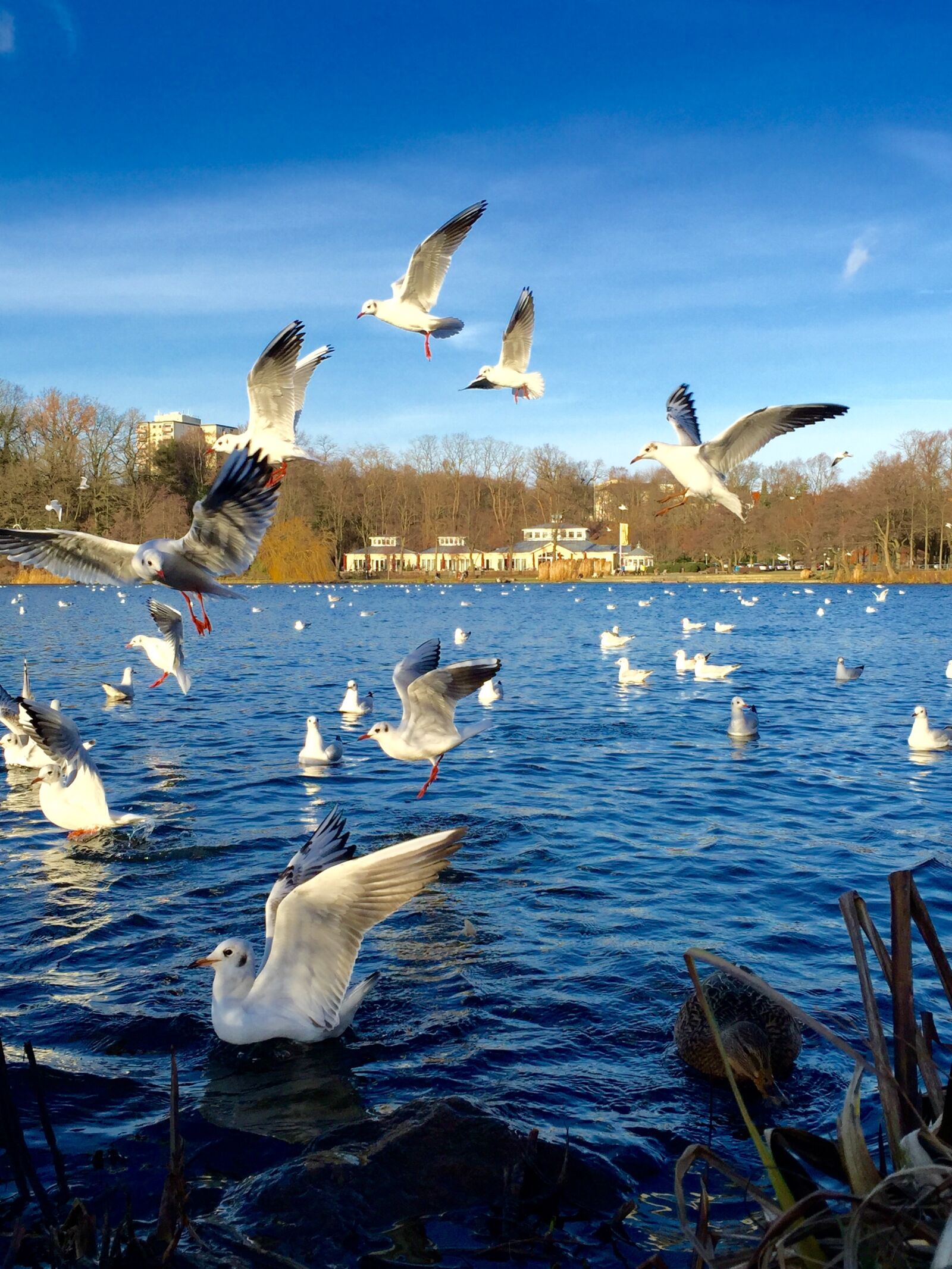 iPhone 6 Plus back camera 4.15mm f/2.2 sample photo. Lake, hamburg, boat photography
