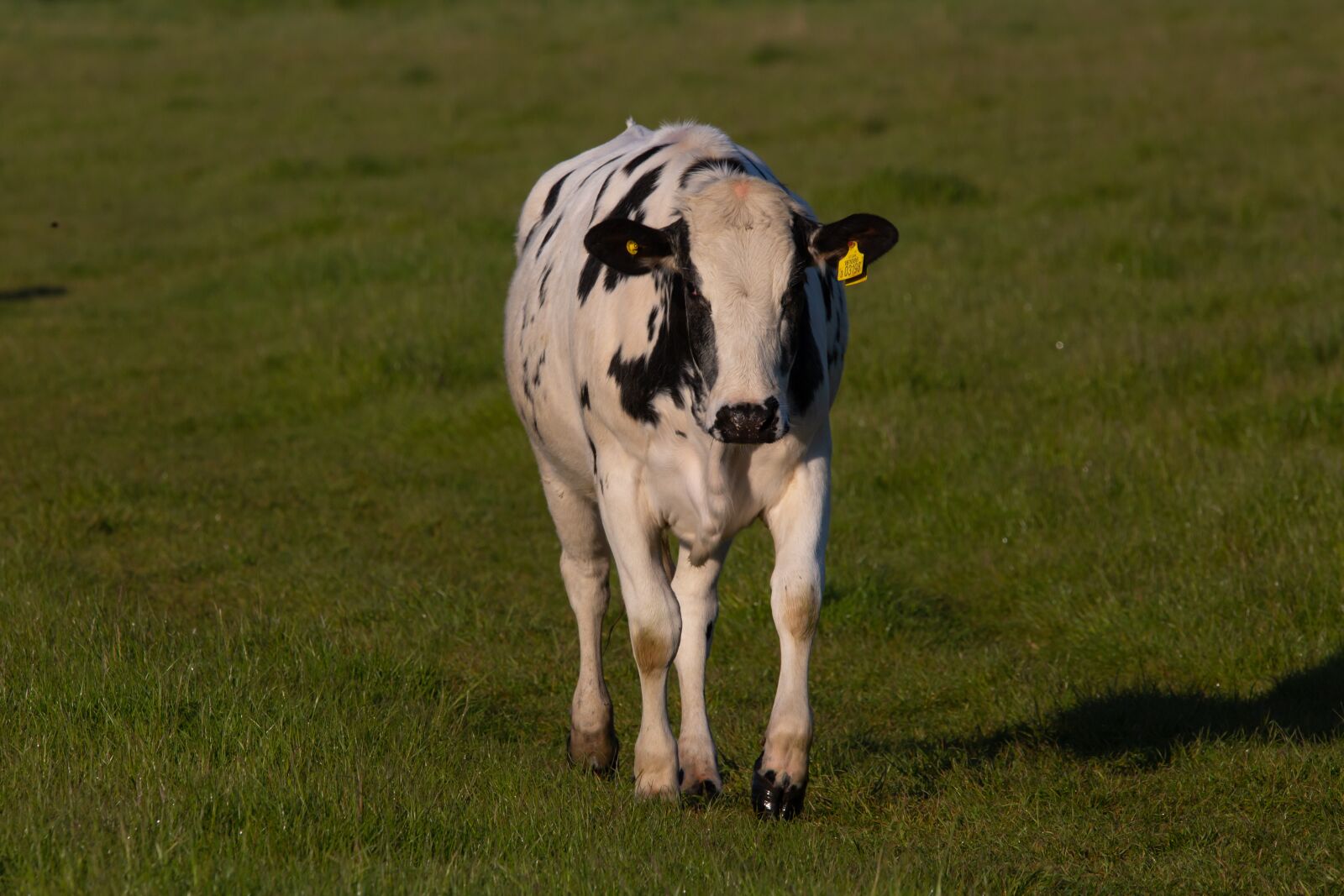150-600mm F5-6.3 DG OS HSM | Contemporary 015 sample photo. Cow, fresian, milk cow photography