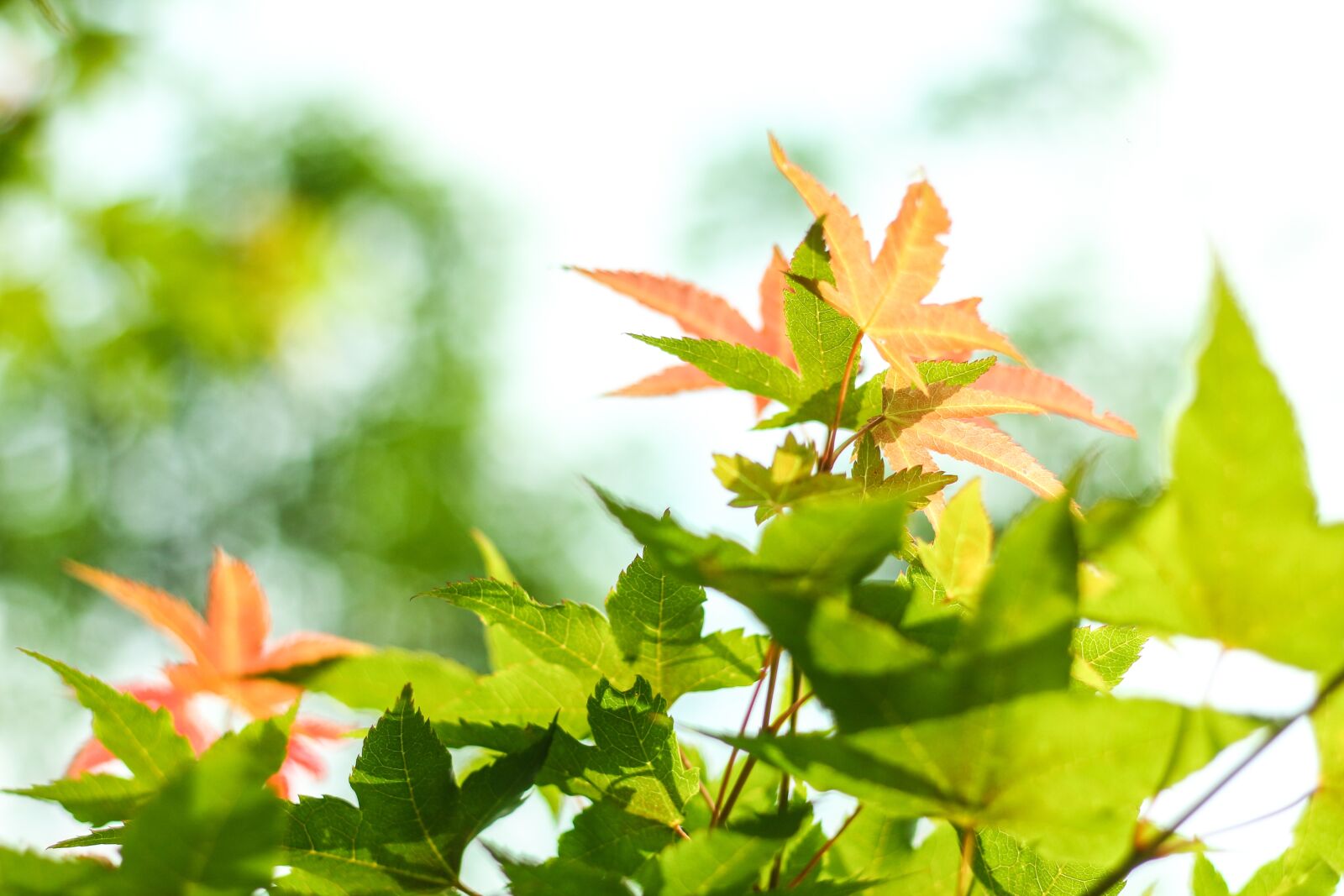 Canon EOS 650D (EOS Rebel T4i / EOS Kiss X6i) + Canon EF 50mm F1.8 II sample photo. Maple, nature, green leaves photography