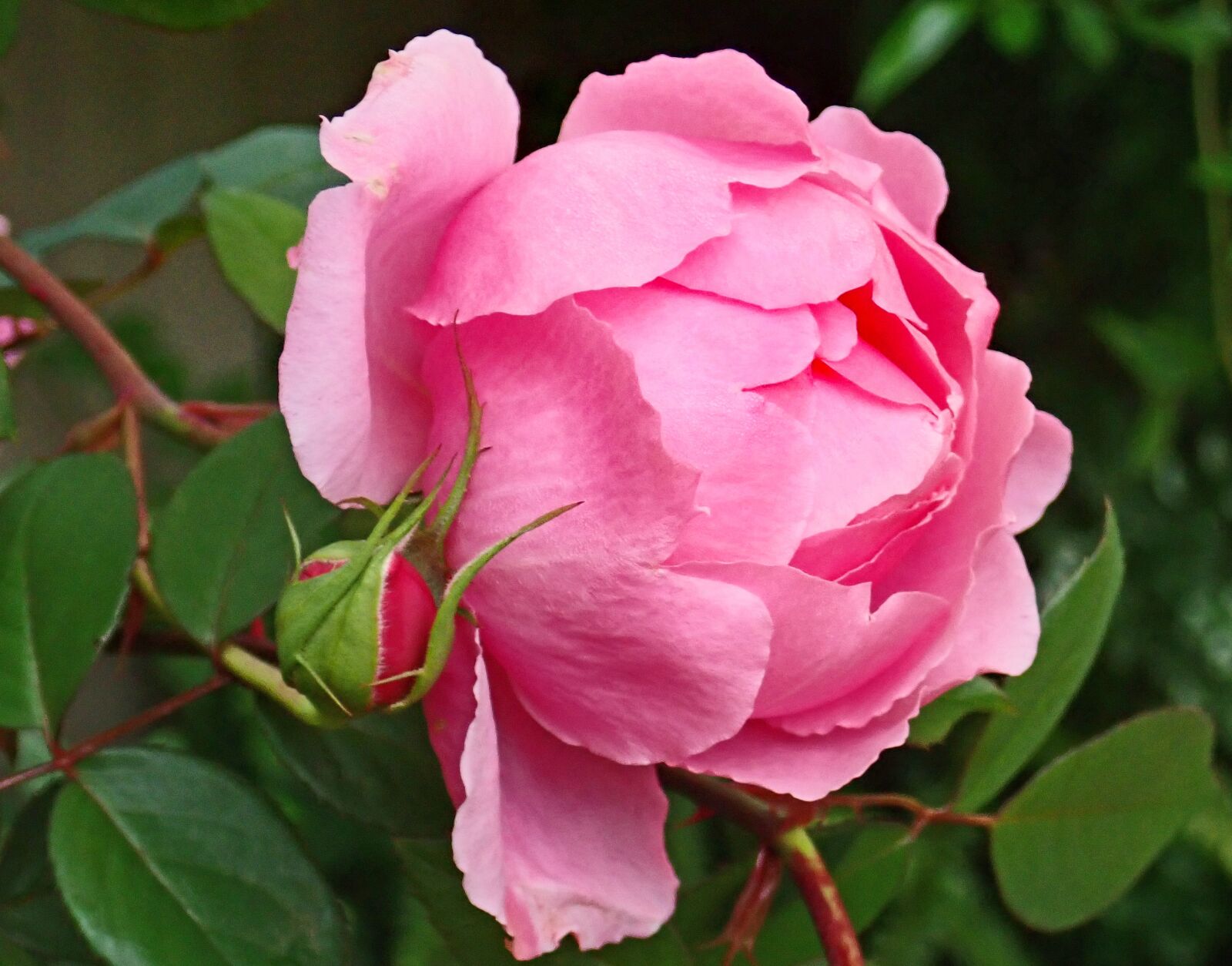 Olympus TG-5 sample photo. Flower, pink, rose photography