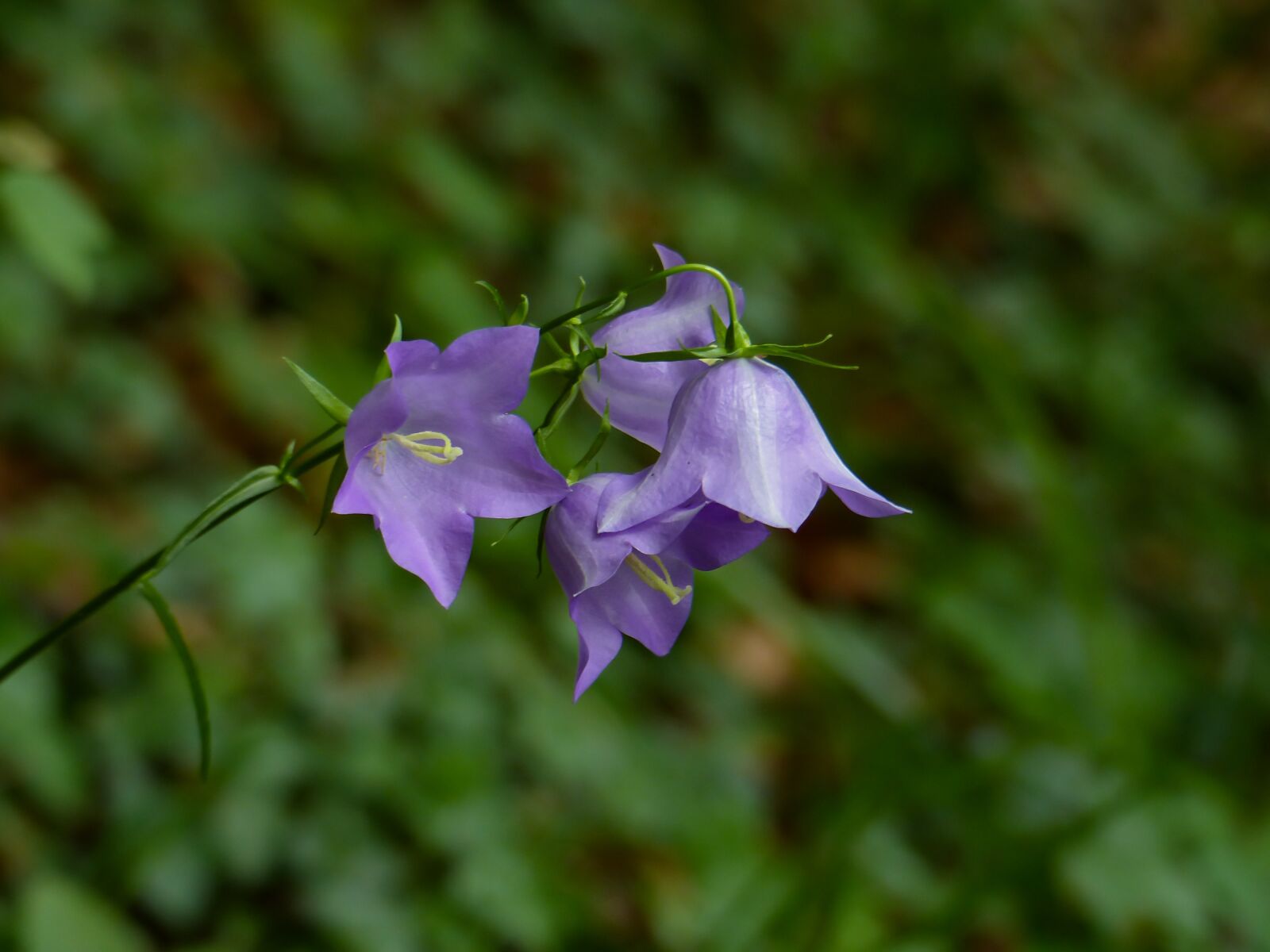Panasonic Lumix DMC-FZ200 sample photo. Flower, blossom, bloom photography