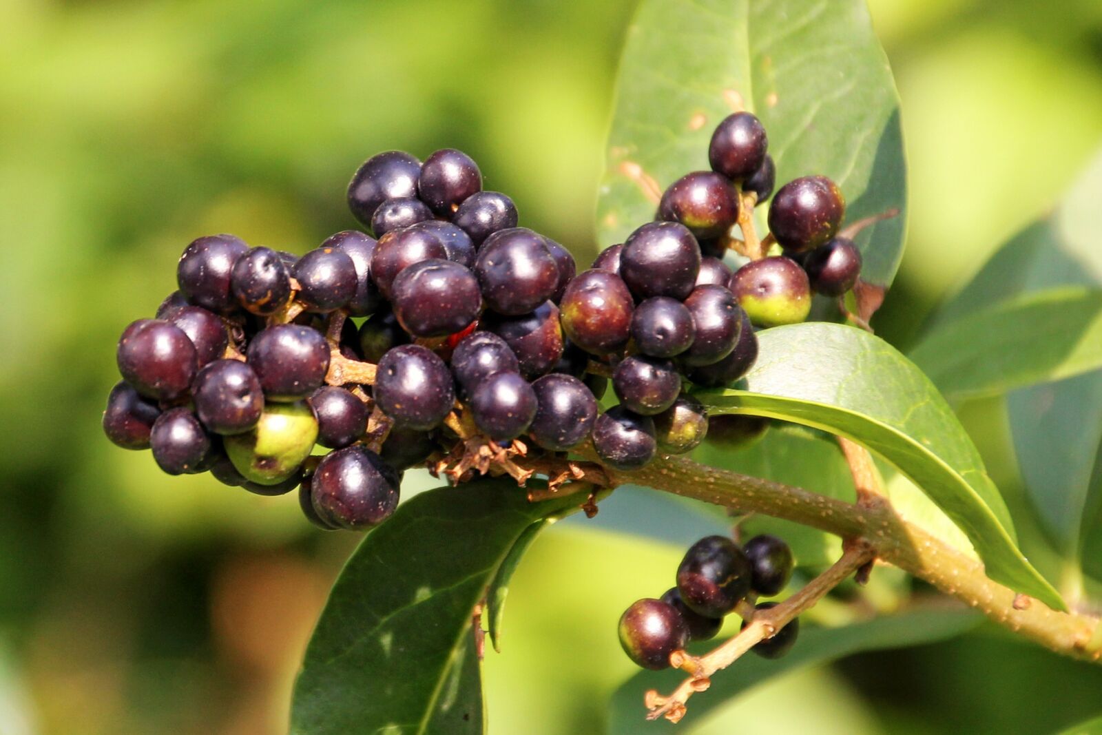 Canon EOS 1100D (EOS Rebel T3 / EOS Kiss X50) sample photo. Rowanberries, berries, black berries photography