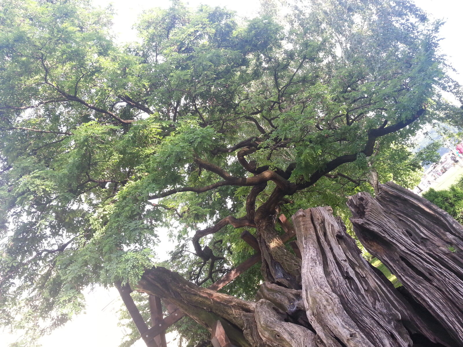 Samsung Galaxy S3 sample photo. Budapest, city, tree, trees photography