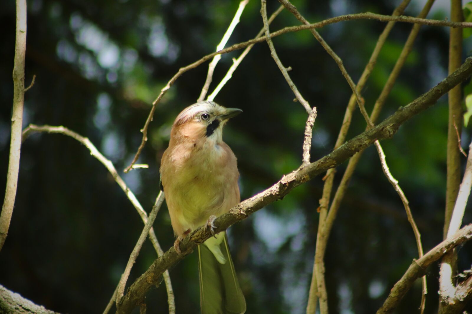 Canon EOS 800D (EOS Rebel T7i / EOS Kiss X9i) sample photo. Jay, songbird, bird photography