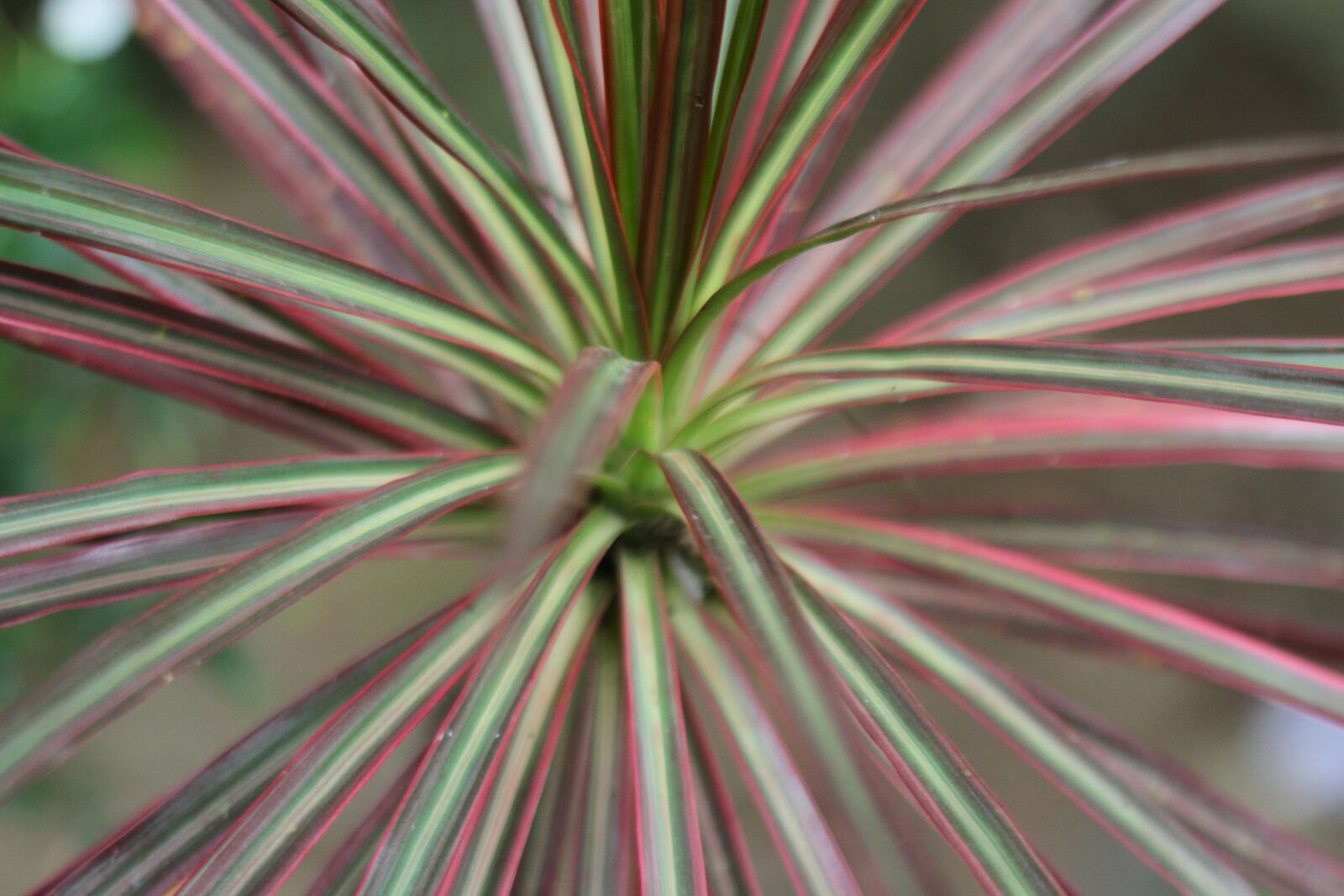 Canon EOS 7D sample photo. Leaves, plant, plants photography