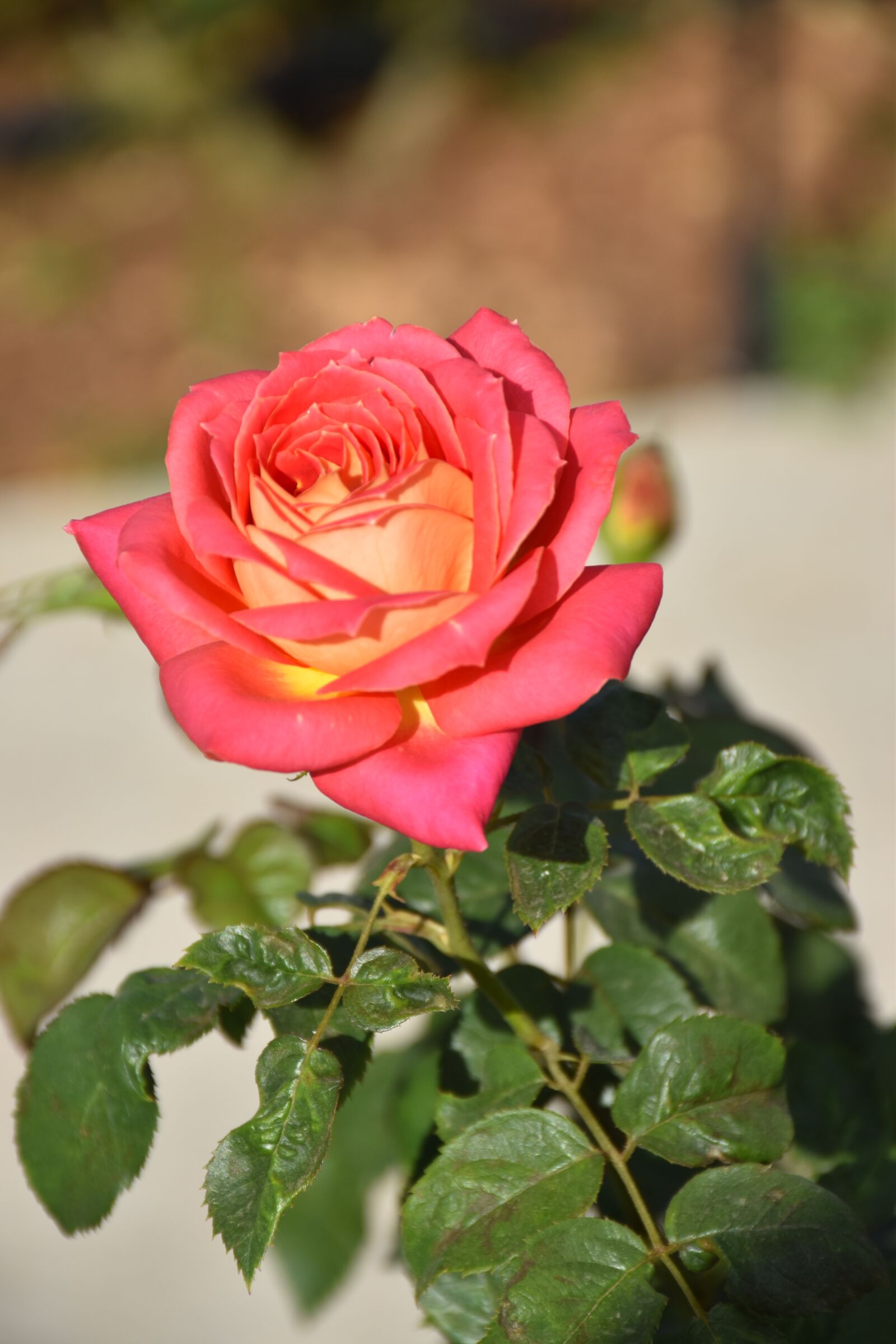 Nikon D5500 sample photo. Flower, rose, garden photography