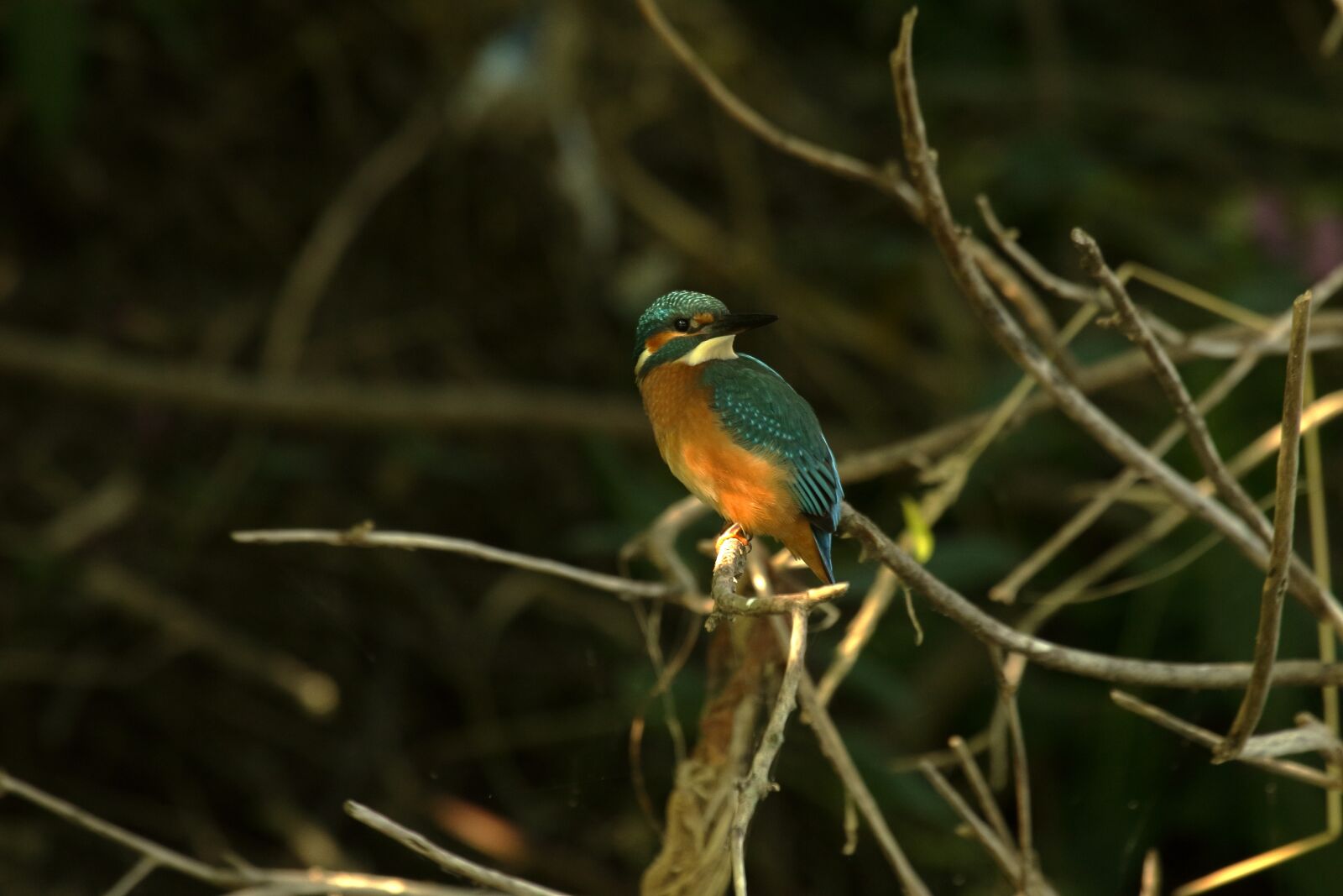 Nikon D3200 sample photo. Bird, kingfisher, nature photography