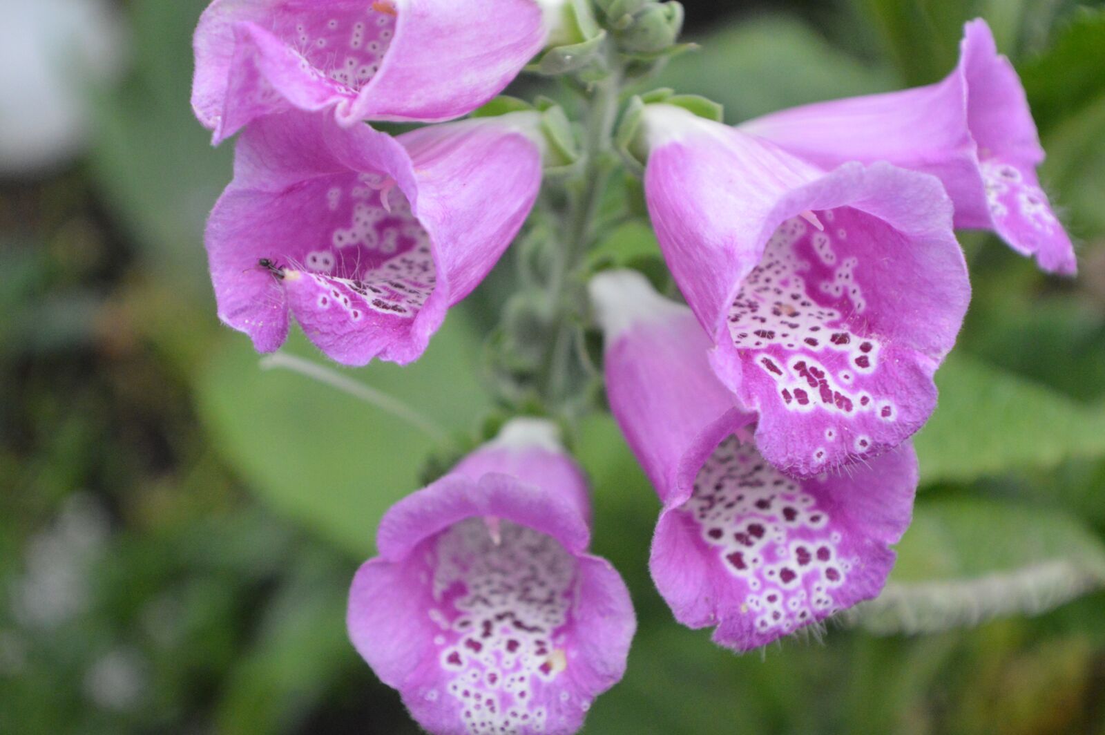 Nikon D3200 sample photo. Thimble, toxic, common foxglove photography