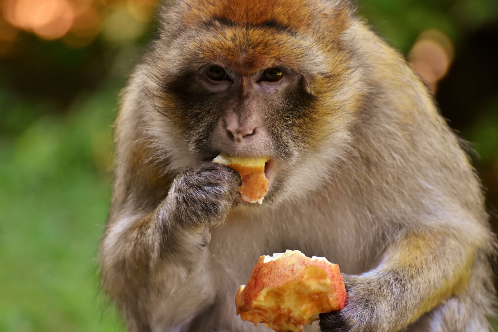 Nikon D7200 sample photo. Barbary ape, eat, apple photography