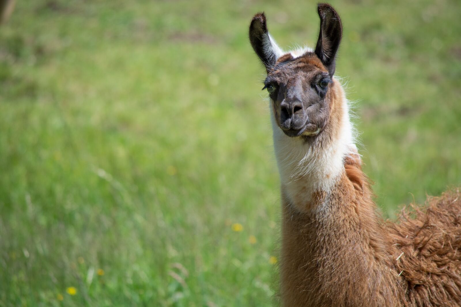 Nikon D7100 sample photo. Llama, animal, mammal photography