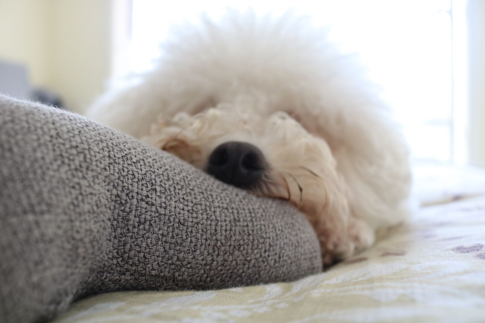 Canon EOS 750D (EOS Rebel T6i / EOS Kiss X8i) sample photo. Dog, white, puppy photography
