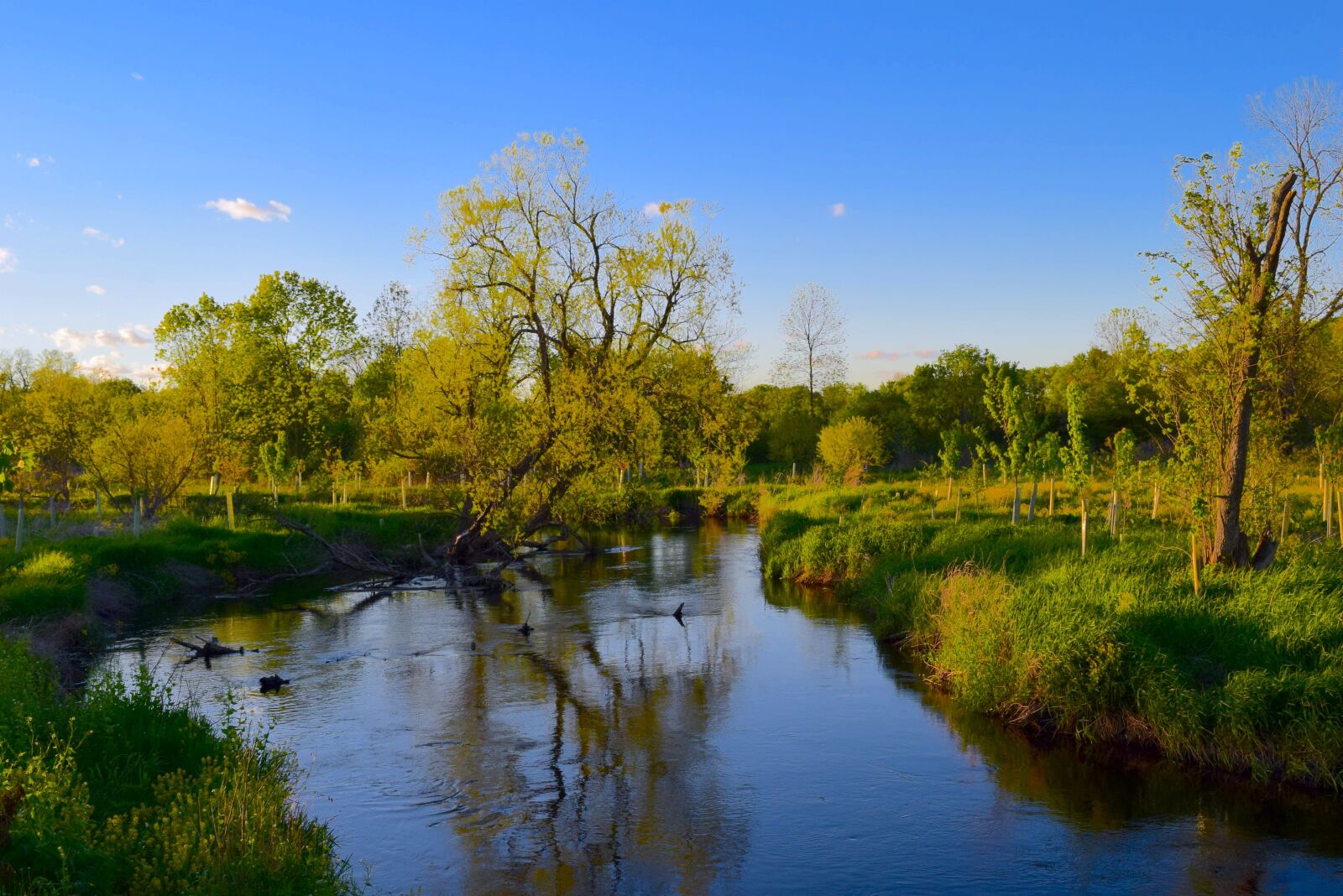 Nikon D3300 sample photo. Water, tree, sunset photography