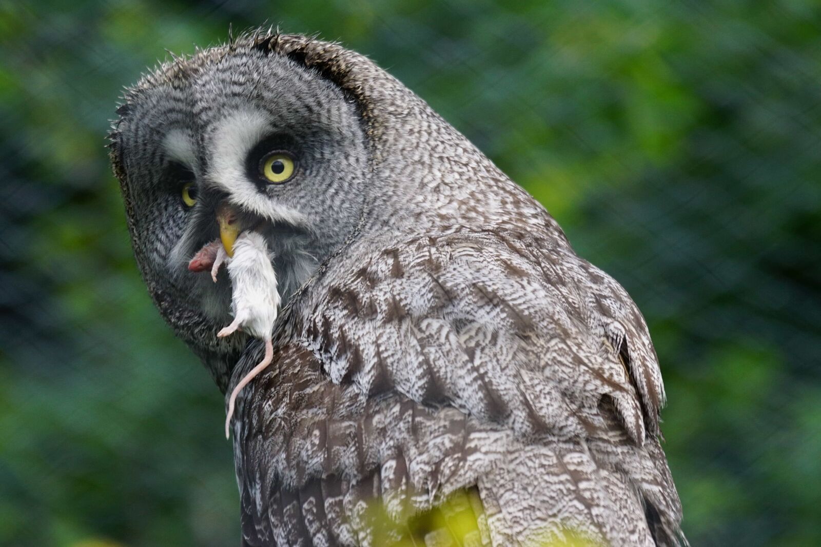 Sony ILCA-77M2 sample photo. Wildlife, nature, animal, bird photography