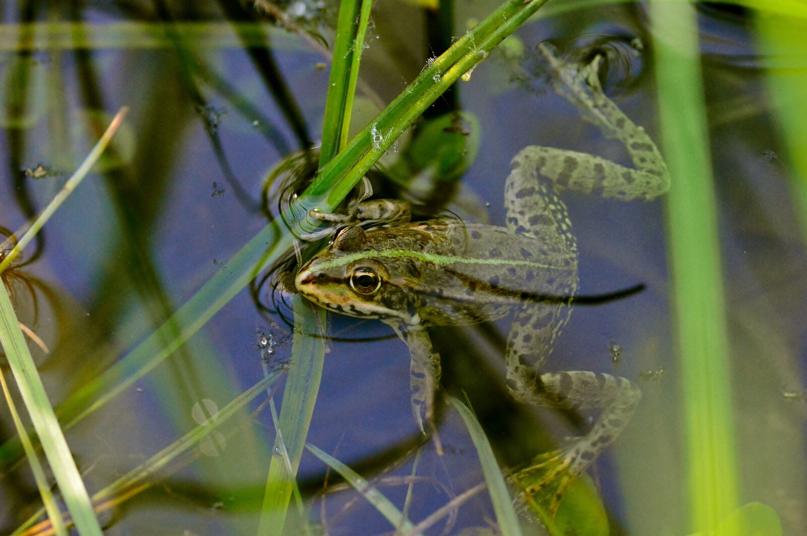 Nikon D5200 sample photo. Frog, pond, biotope photography