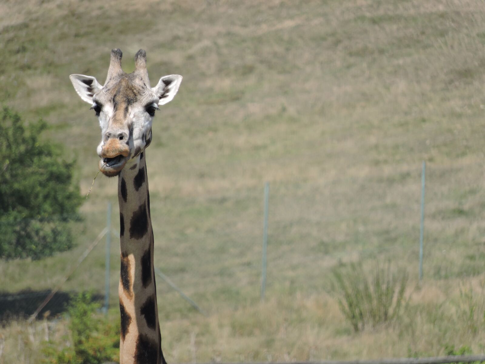 Nikon Coolpix P600 sample photo. Giraffe, head, zoo photography